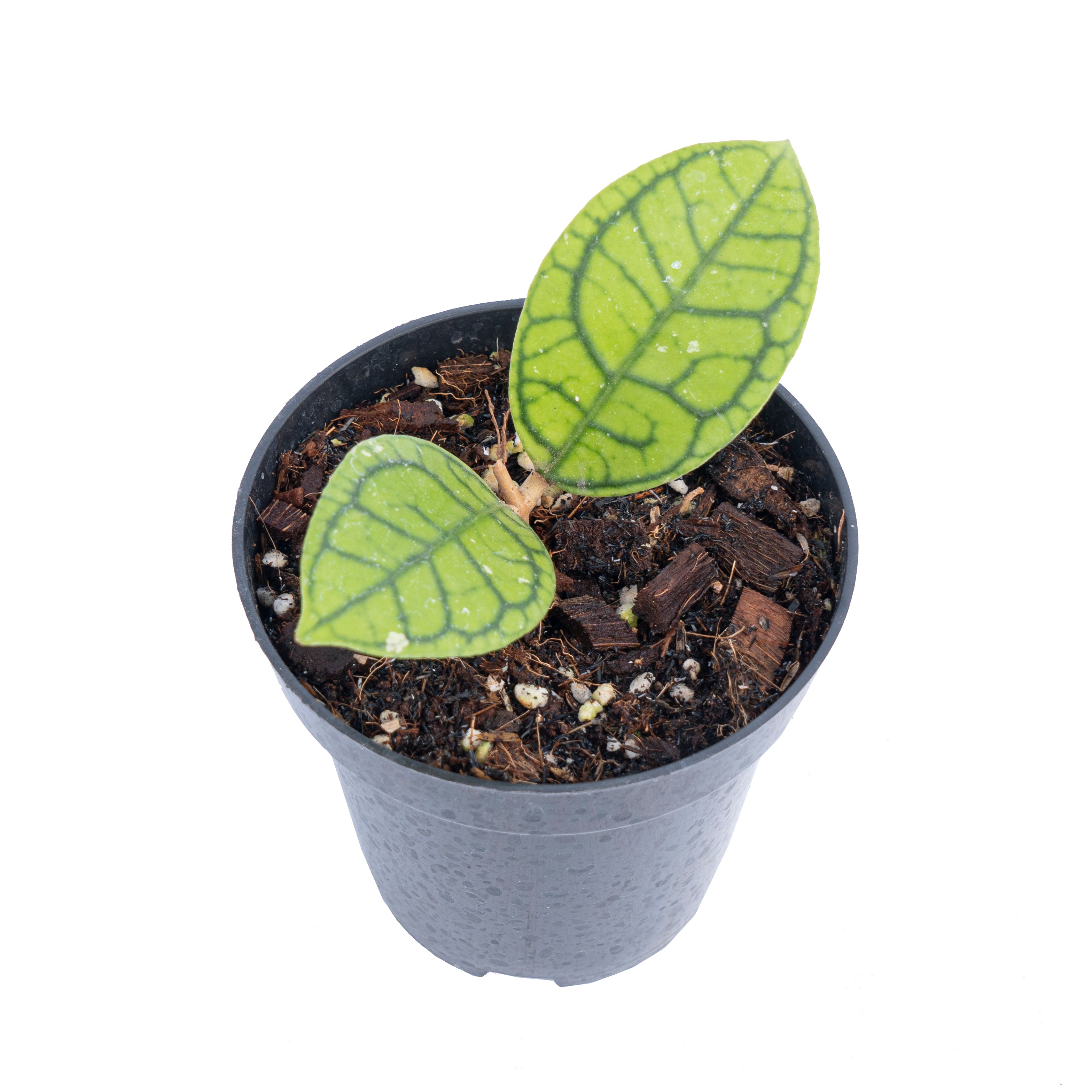 Hoya callistophylla vena