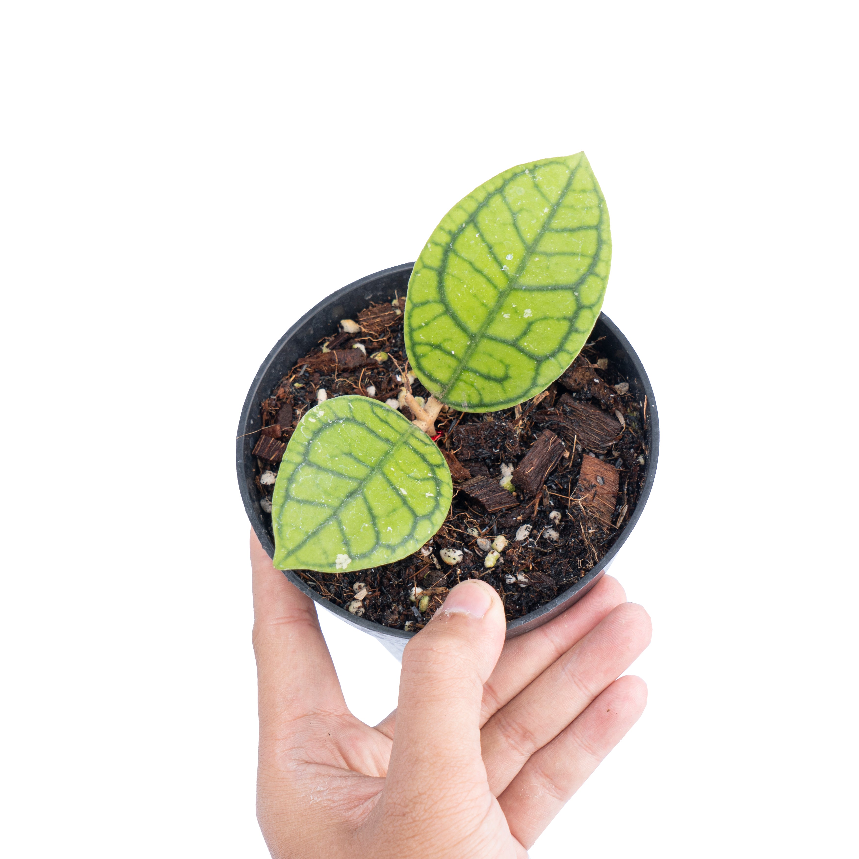 Hoya callistophylla vena