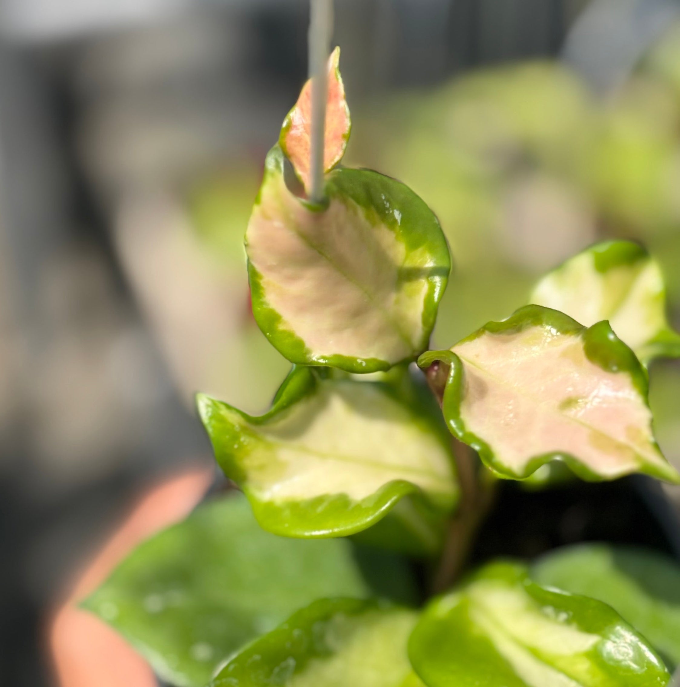 Hoya carnosa freckles splash mutation