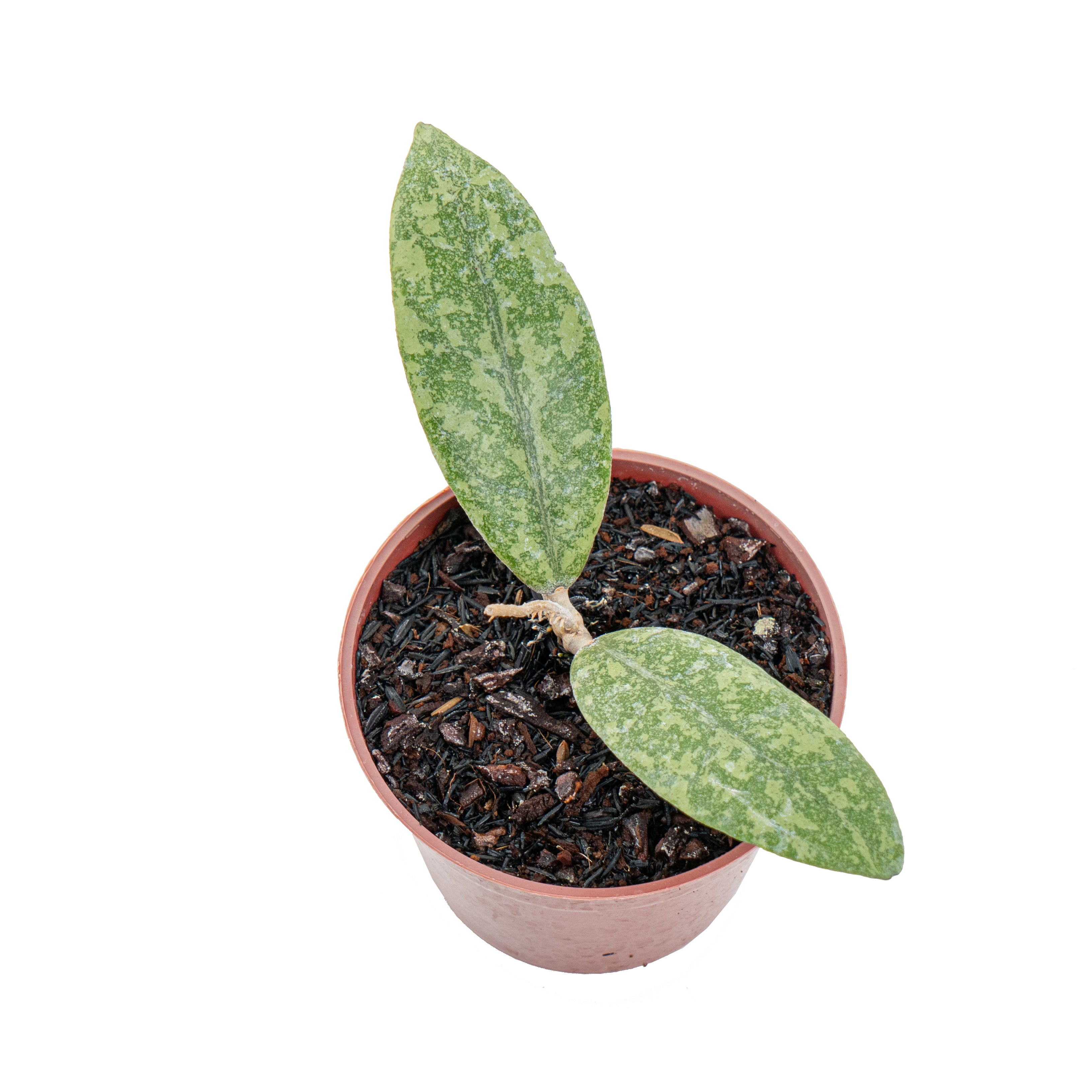 Hoya finlaysonii silver