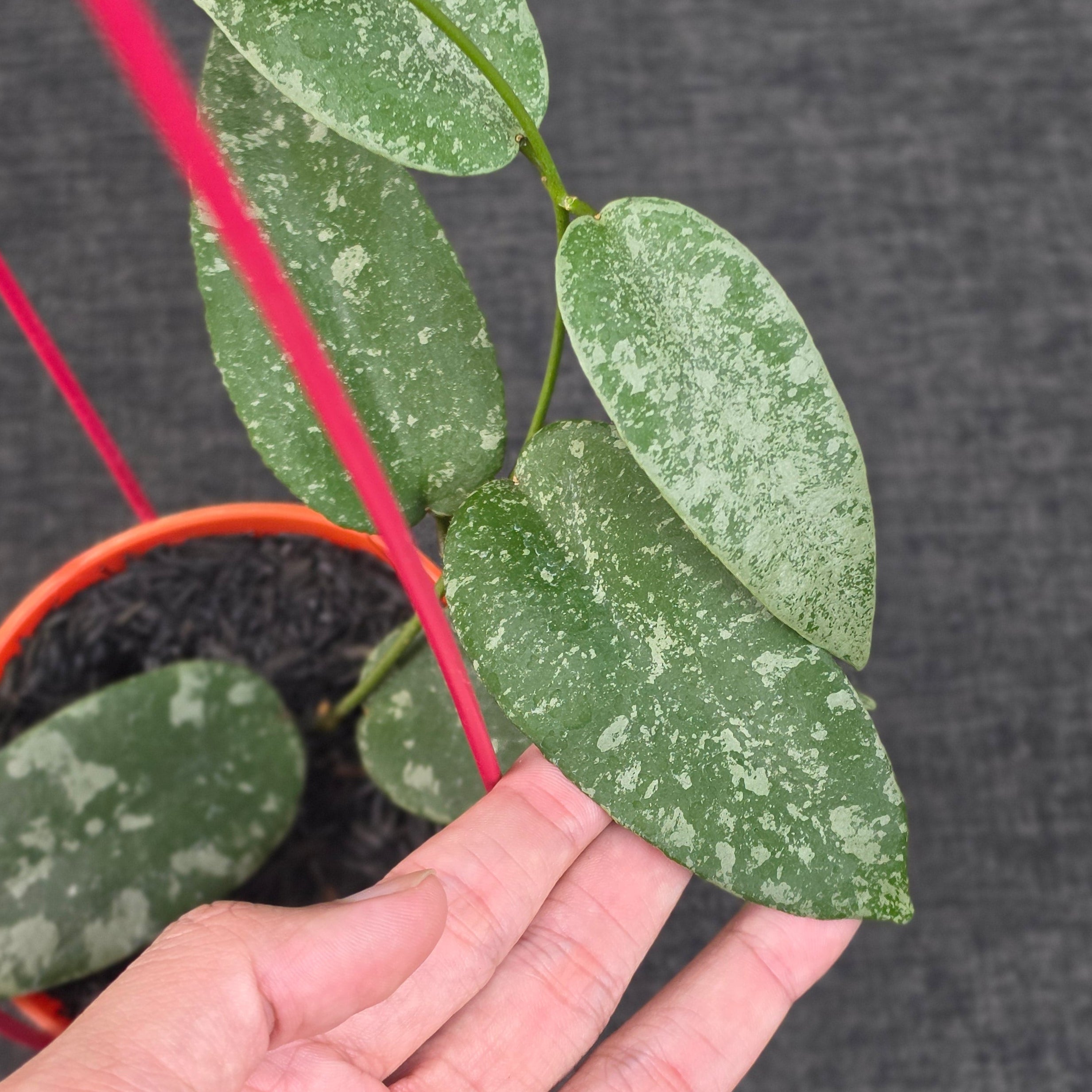 Hoya flagellata 'Silver'