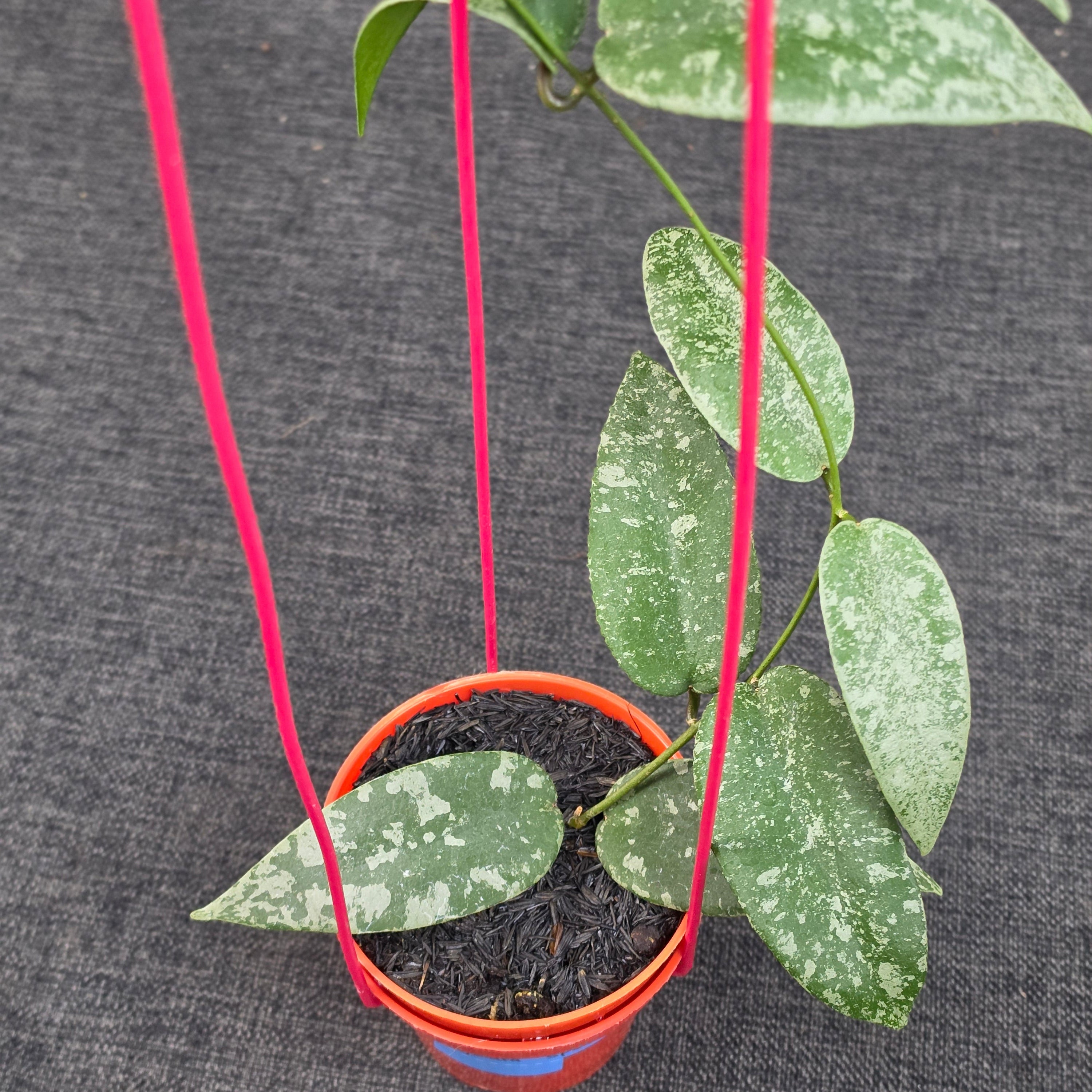 Hoya flagellata 'Silver'