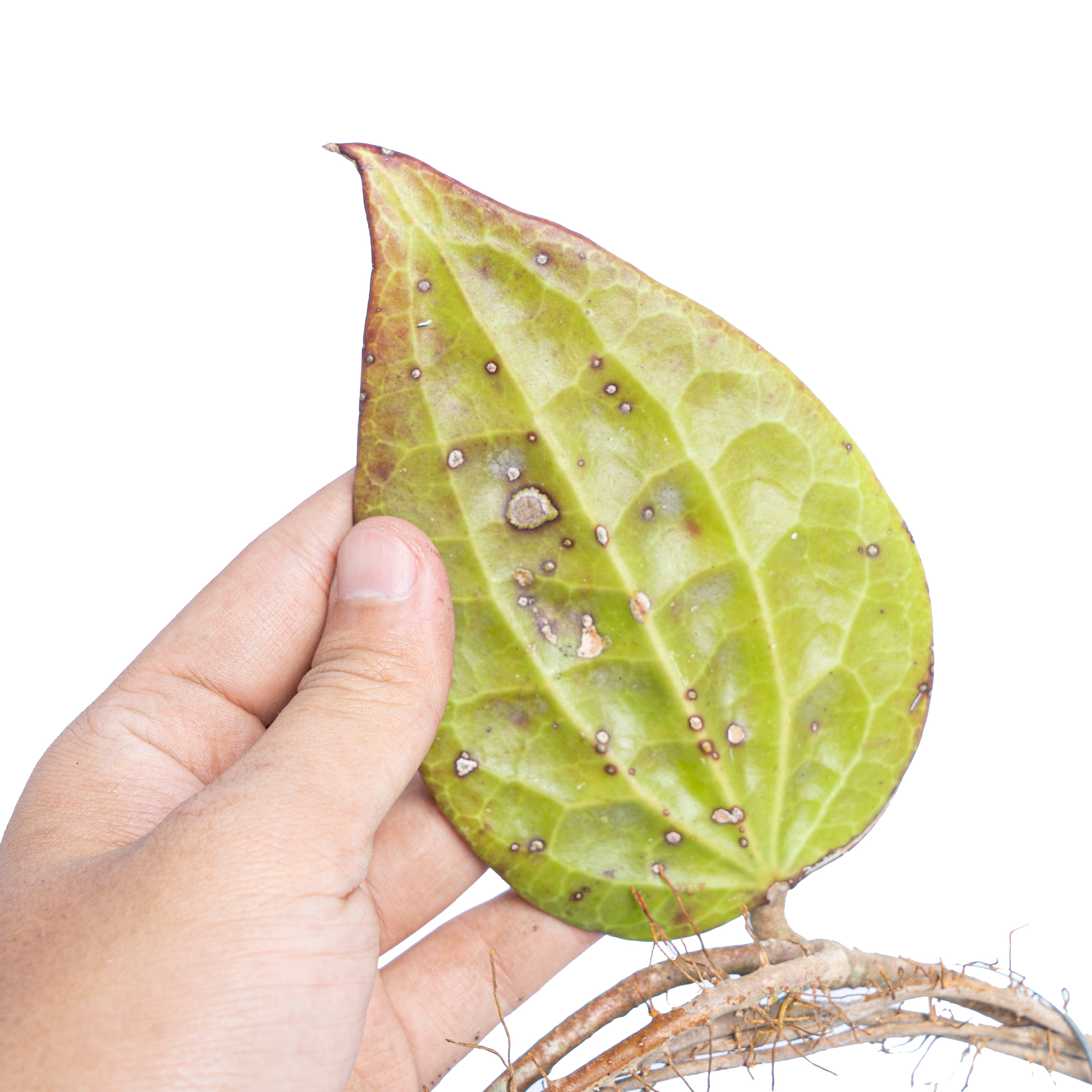 Hoya glabra Sp sumatera - Aroidmarket