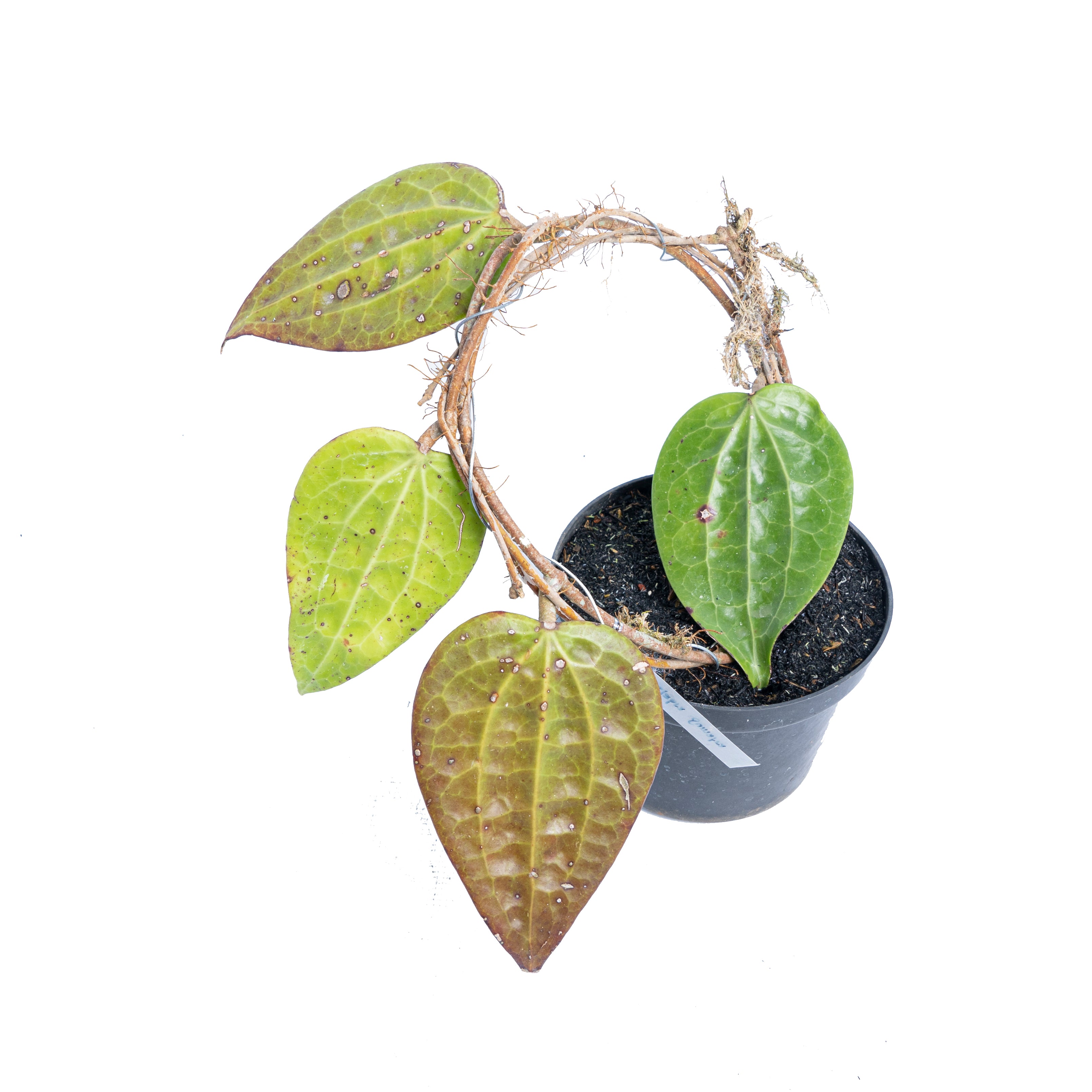 Hoya glabra Sp sumatera - Aroidmarket
