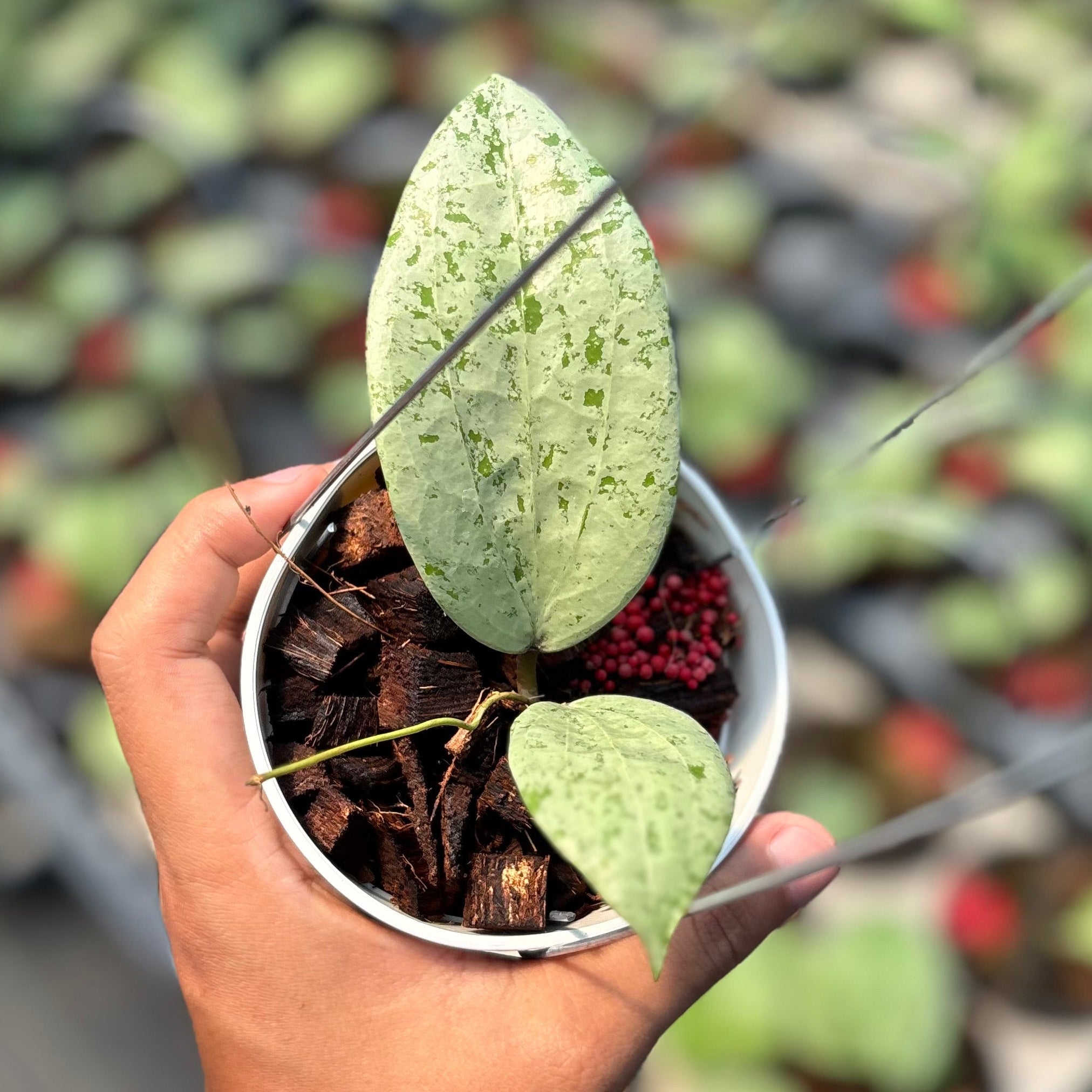 Hoya glabra borneo solver