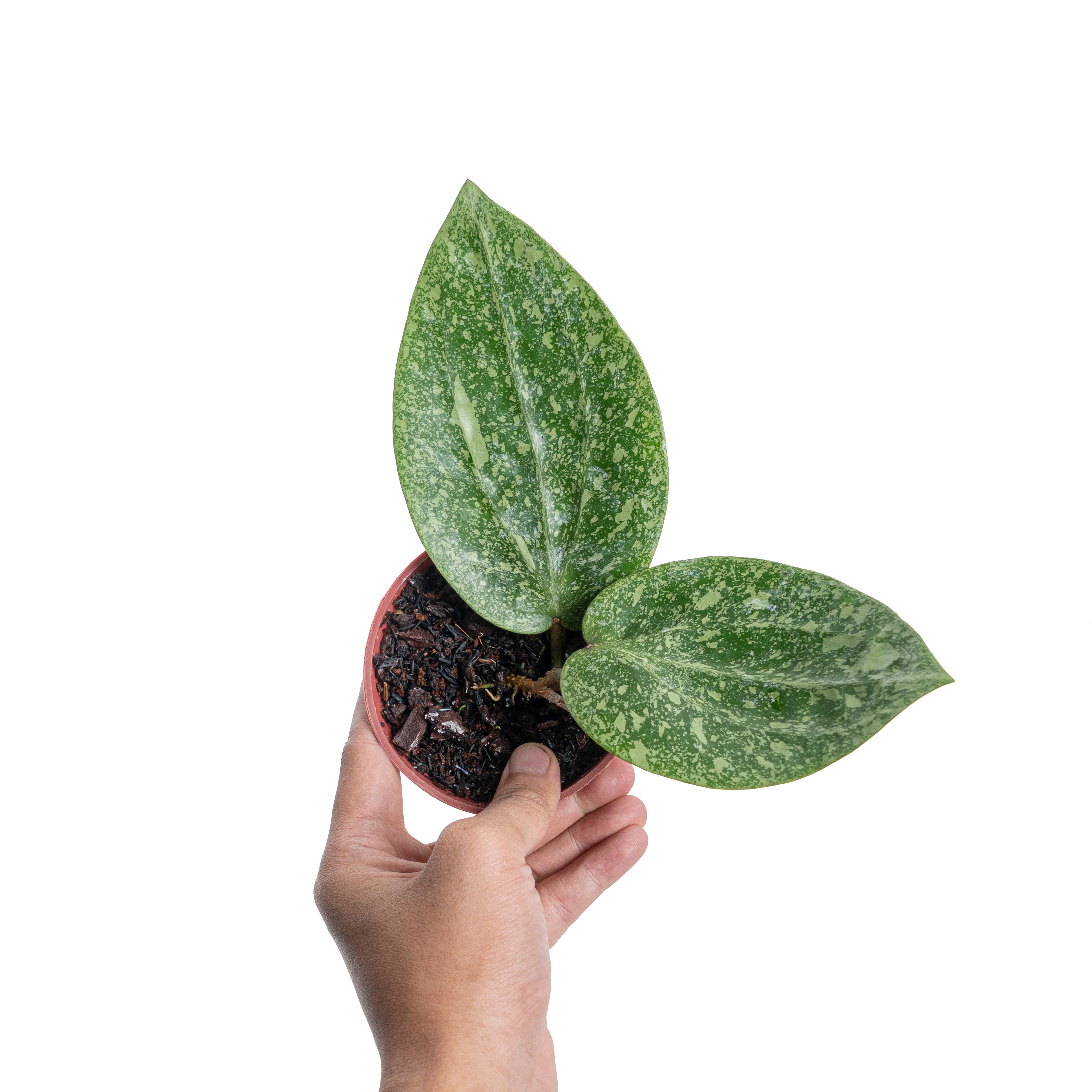 Hoya glabra splash (YiP)