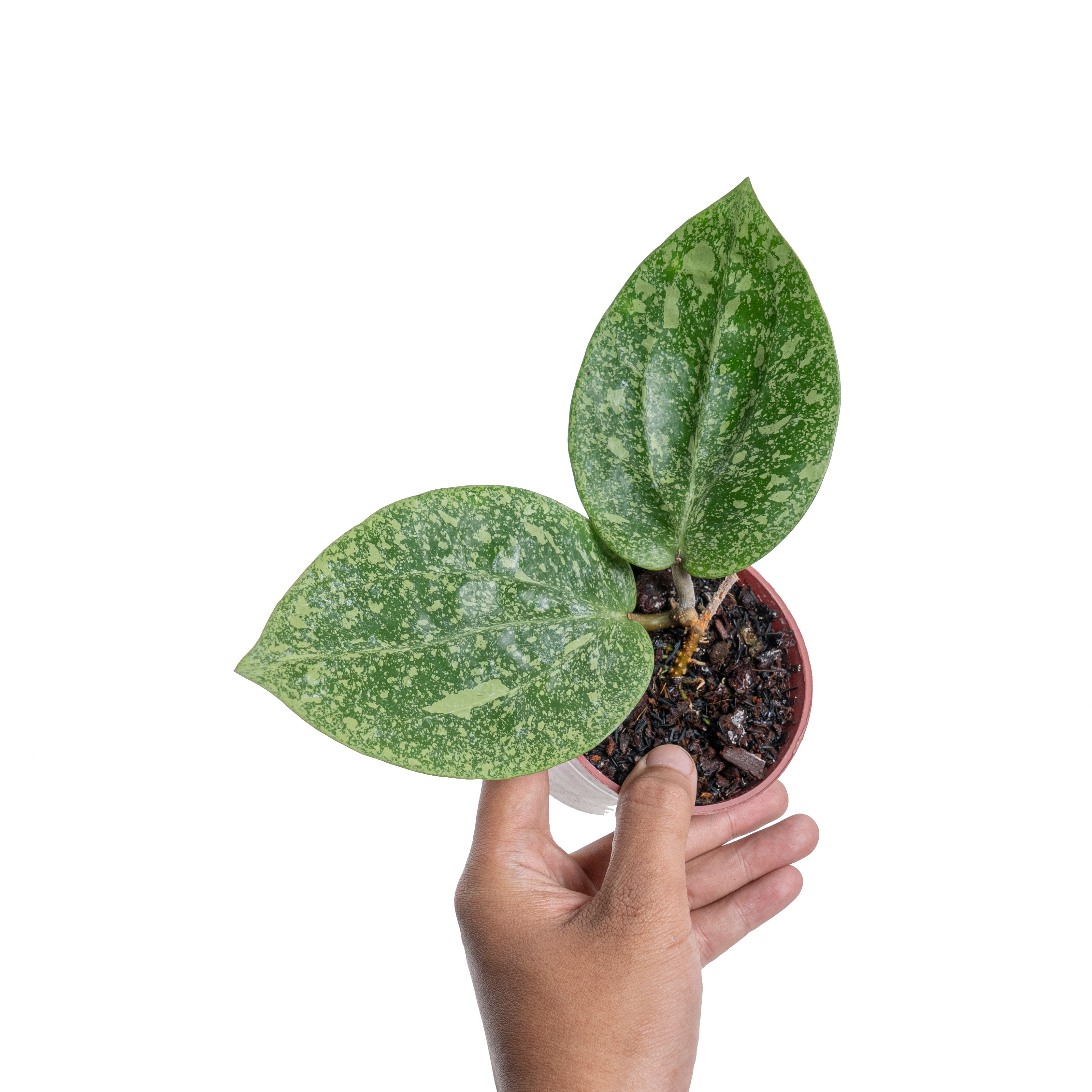 Hoya glabra splash (YiP)