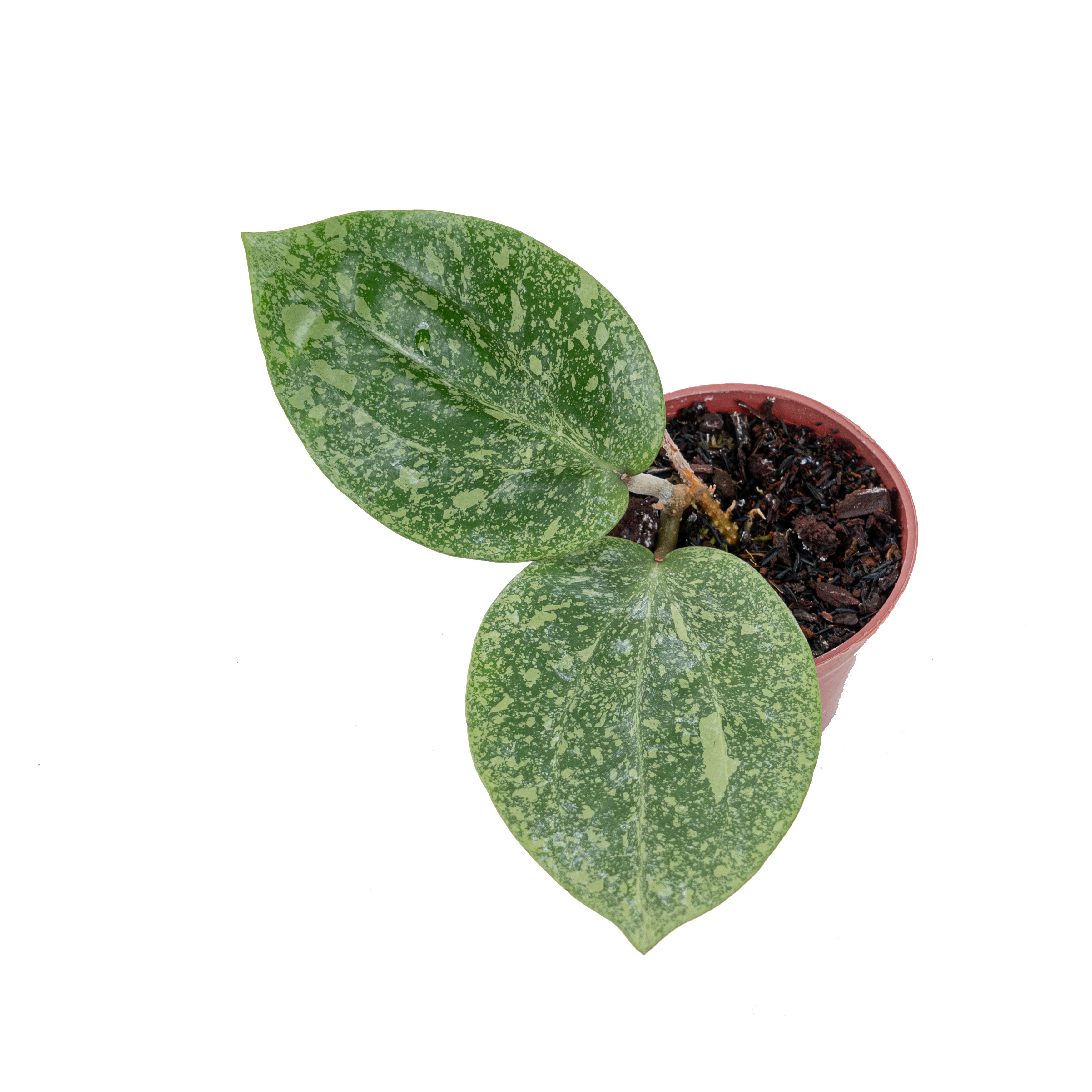 Hoya glabra splash (YiP)