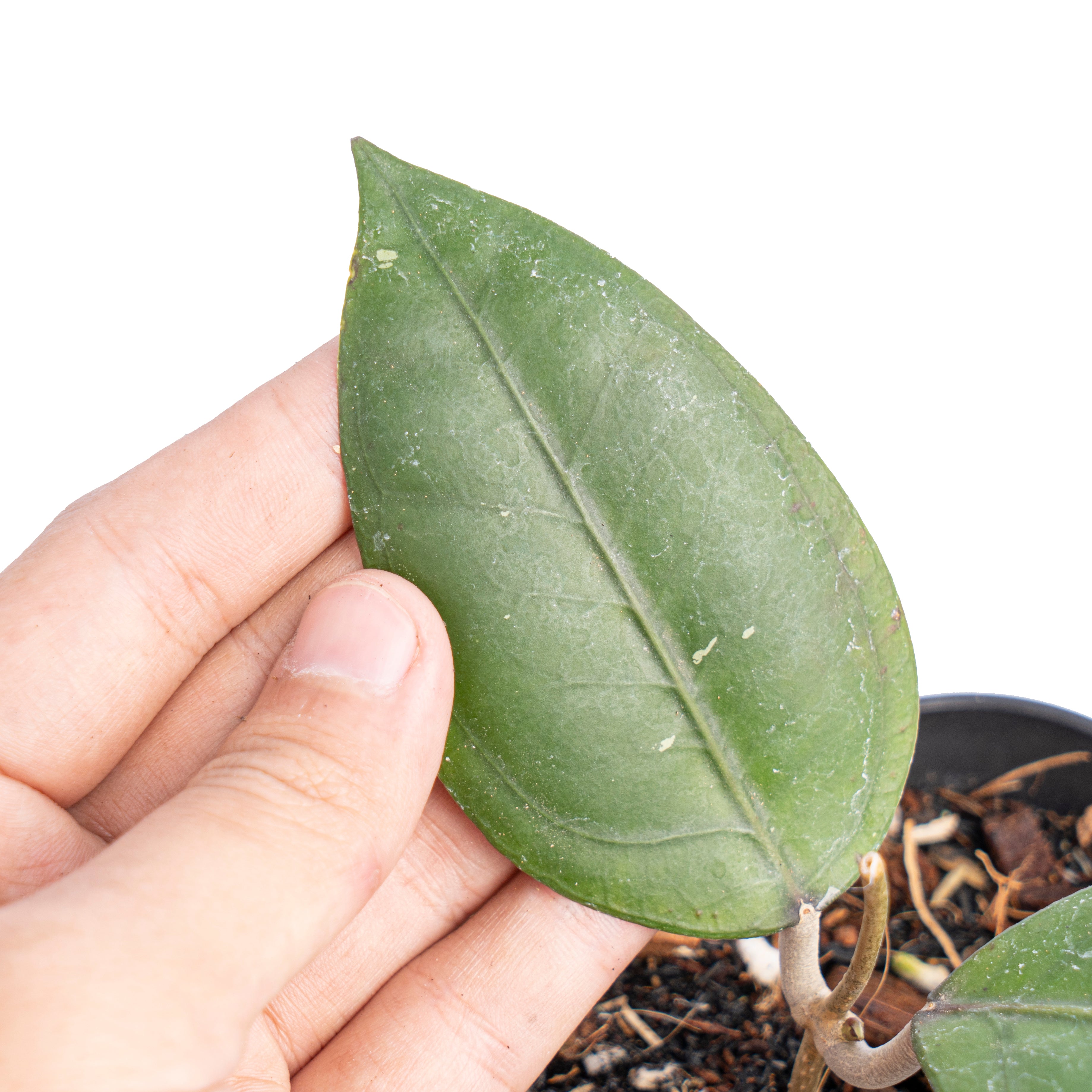 Hoya gomas Sp Aceh - Aroidmarket