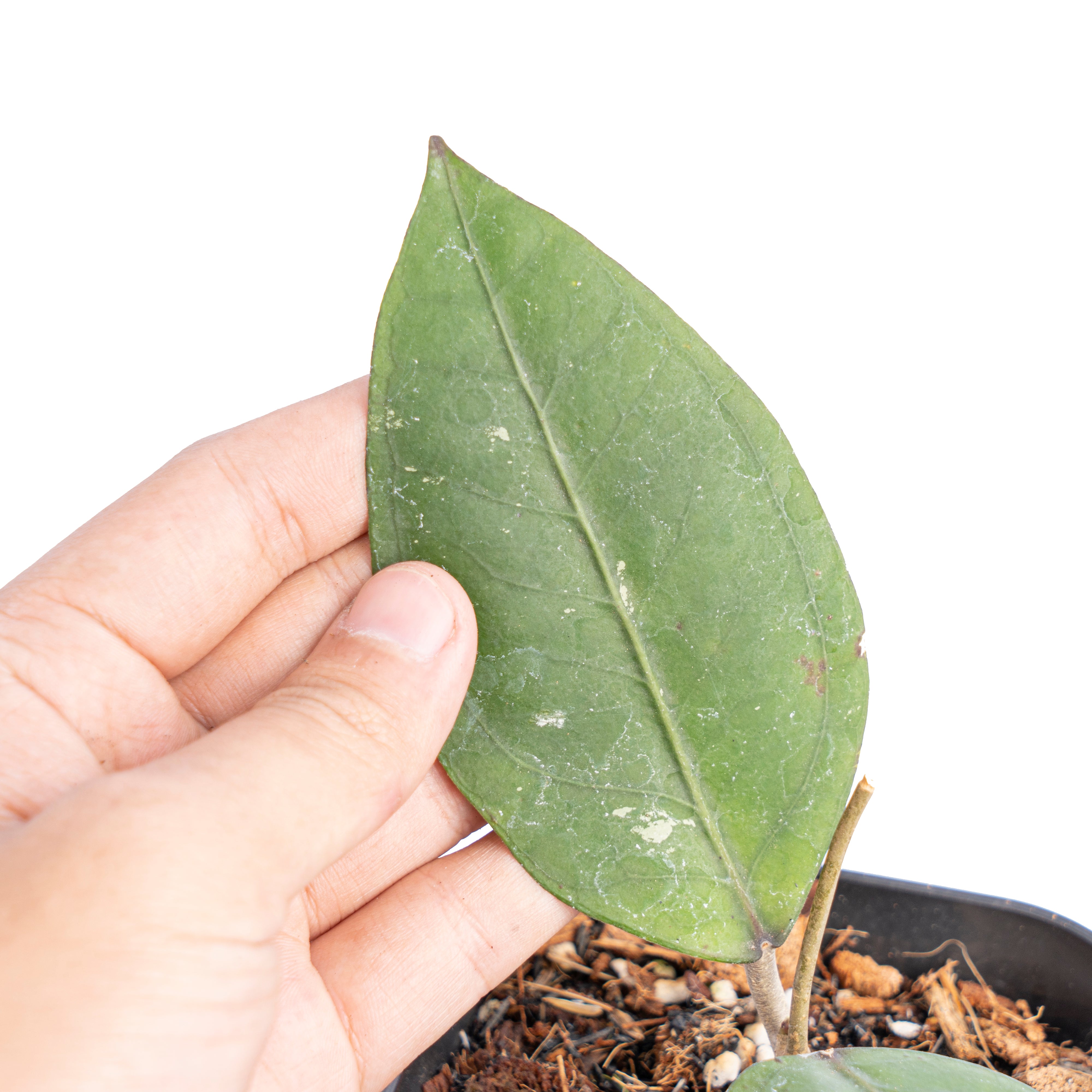 Hoya gomas Sp Aceh - Aroidmarket