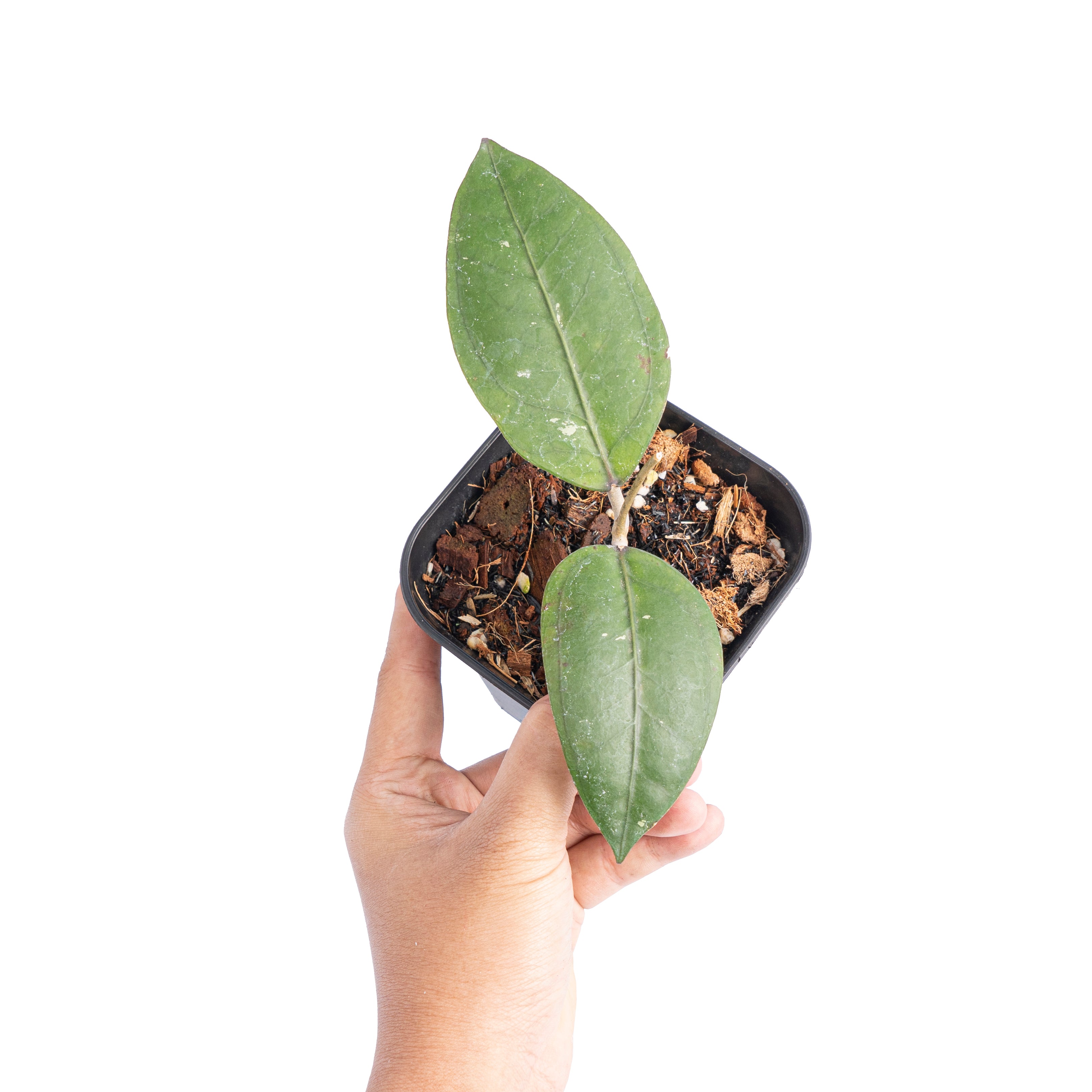 Hoya gomas Sp Aceh - Aroidmarket