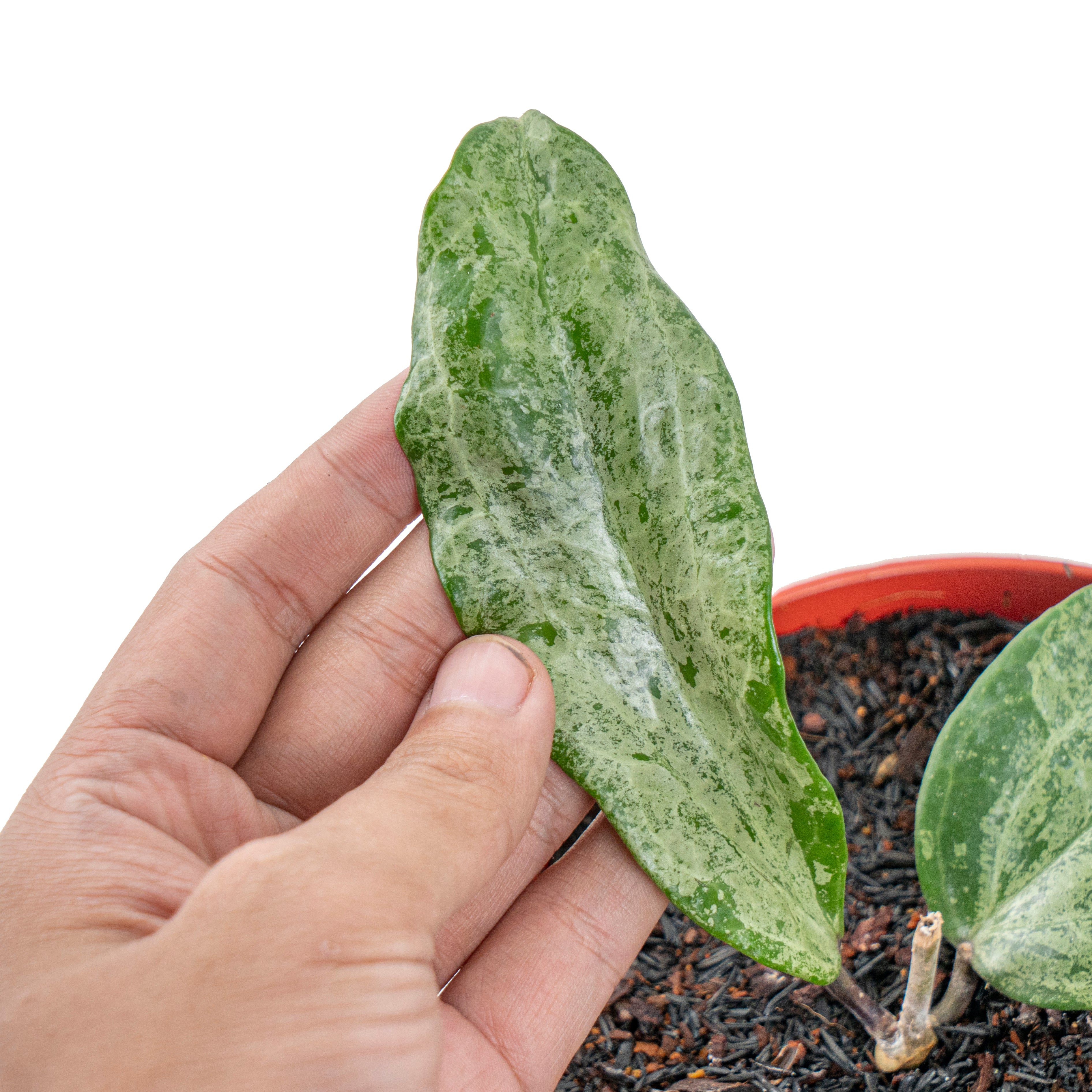 Hoya macrophylla silver (Indonesia)