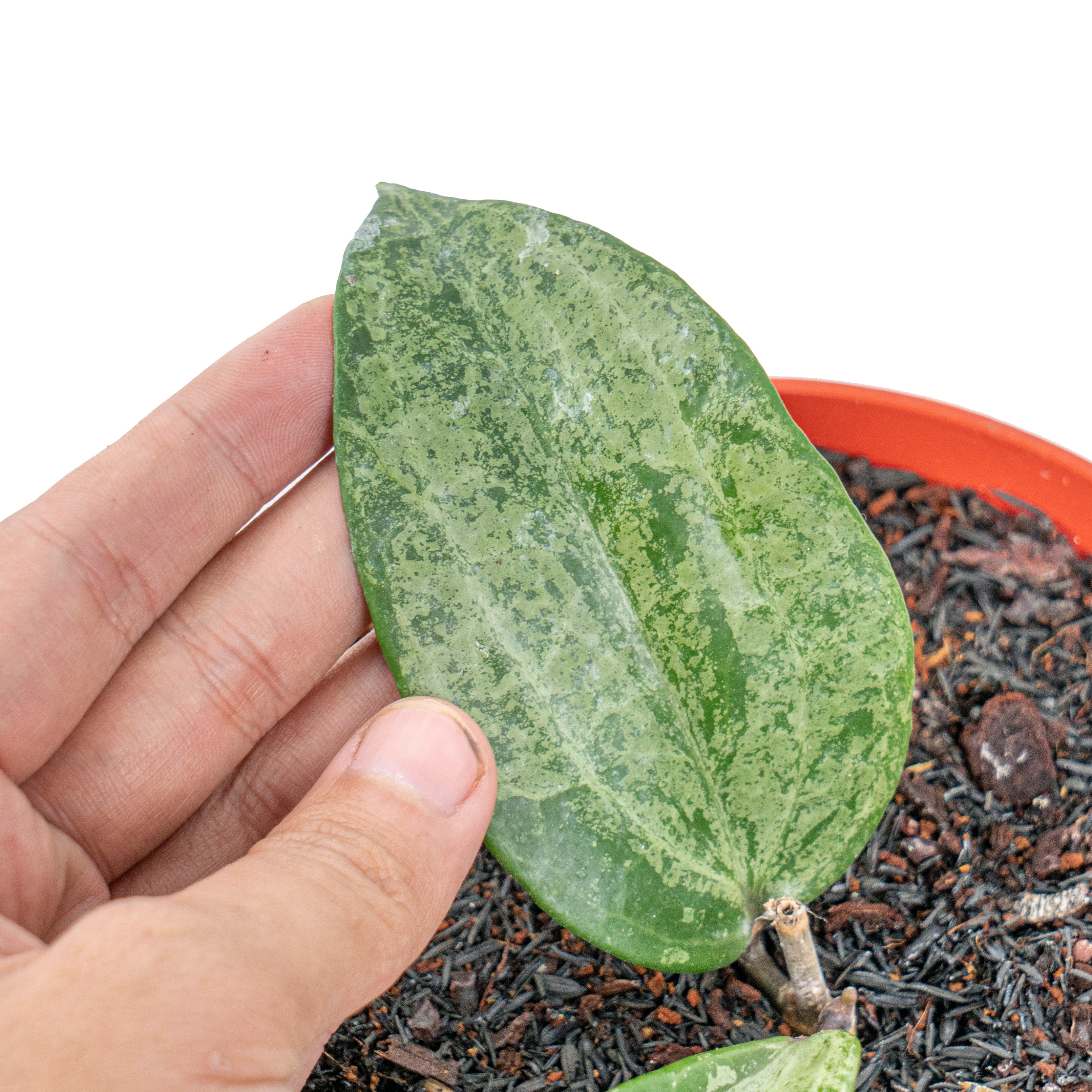 Hoya macrophylla silver (Indonesia)