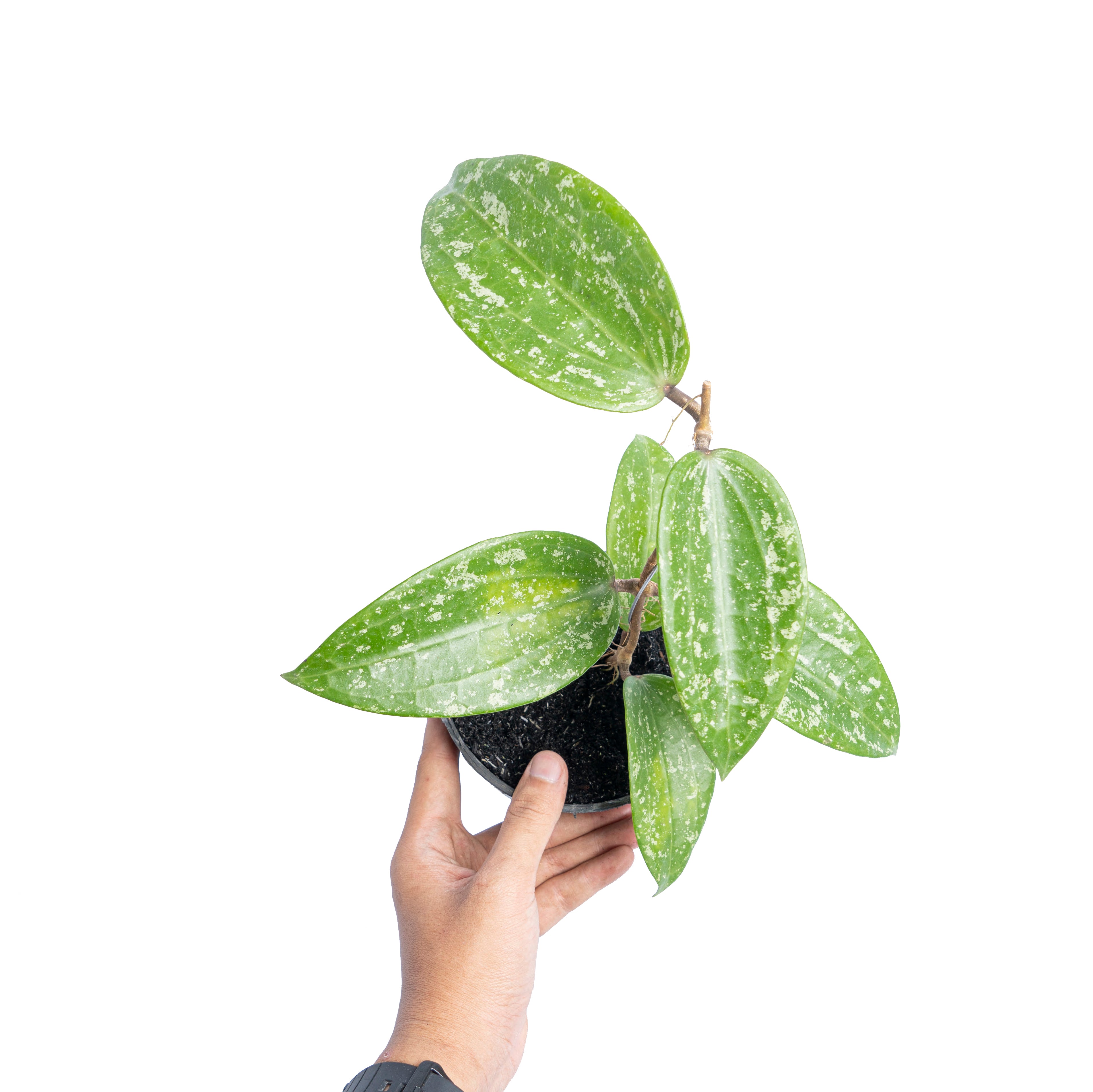 Hoya macrophylla splash - Aroidmarket