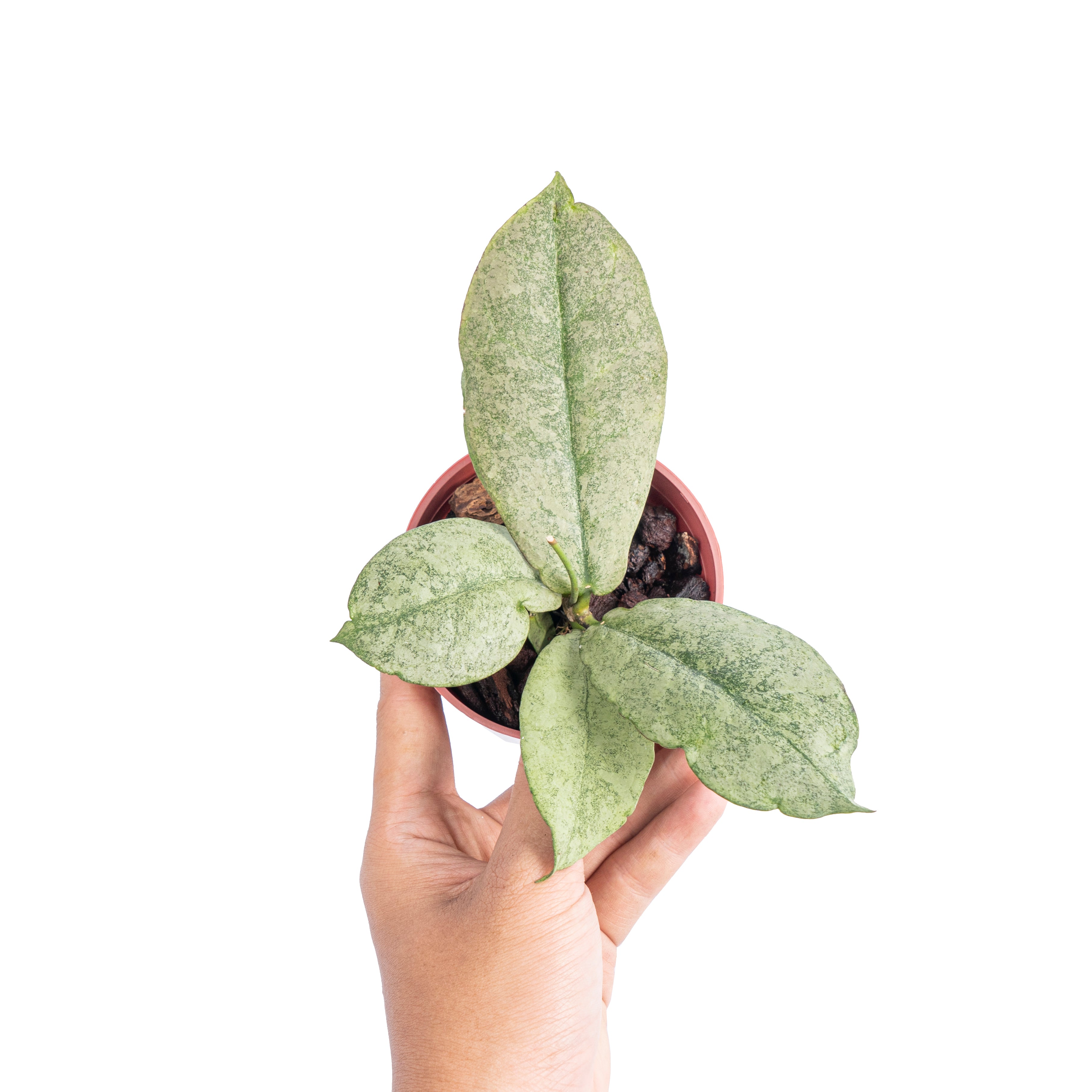 Hoya mitrata silver - Aroidmarket