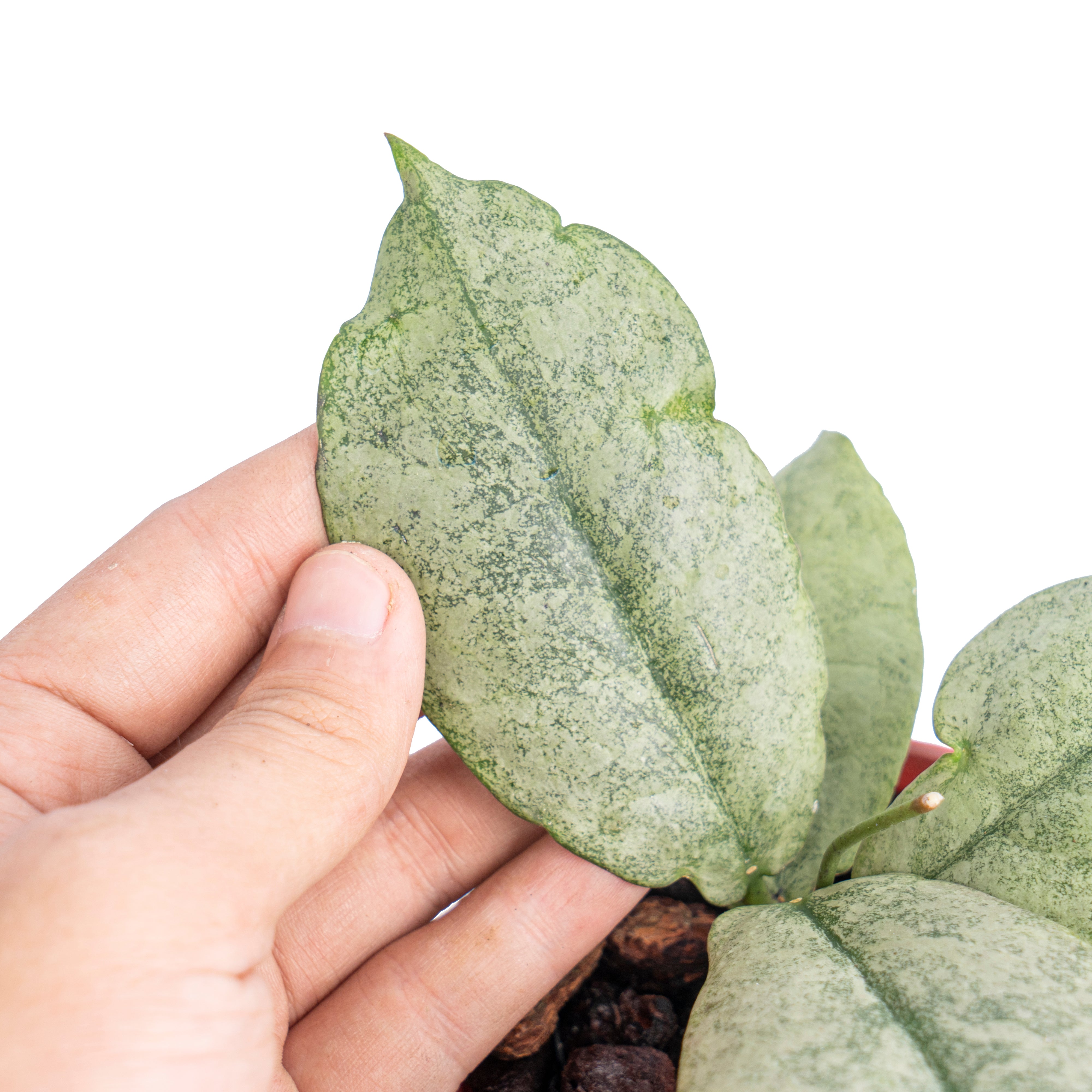 Hoya mitrata silver - Aroidmarket