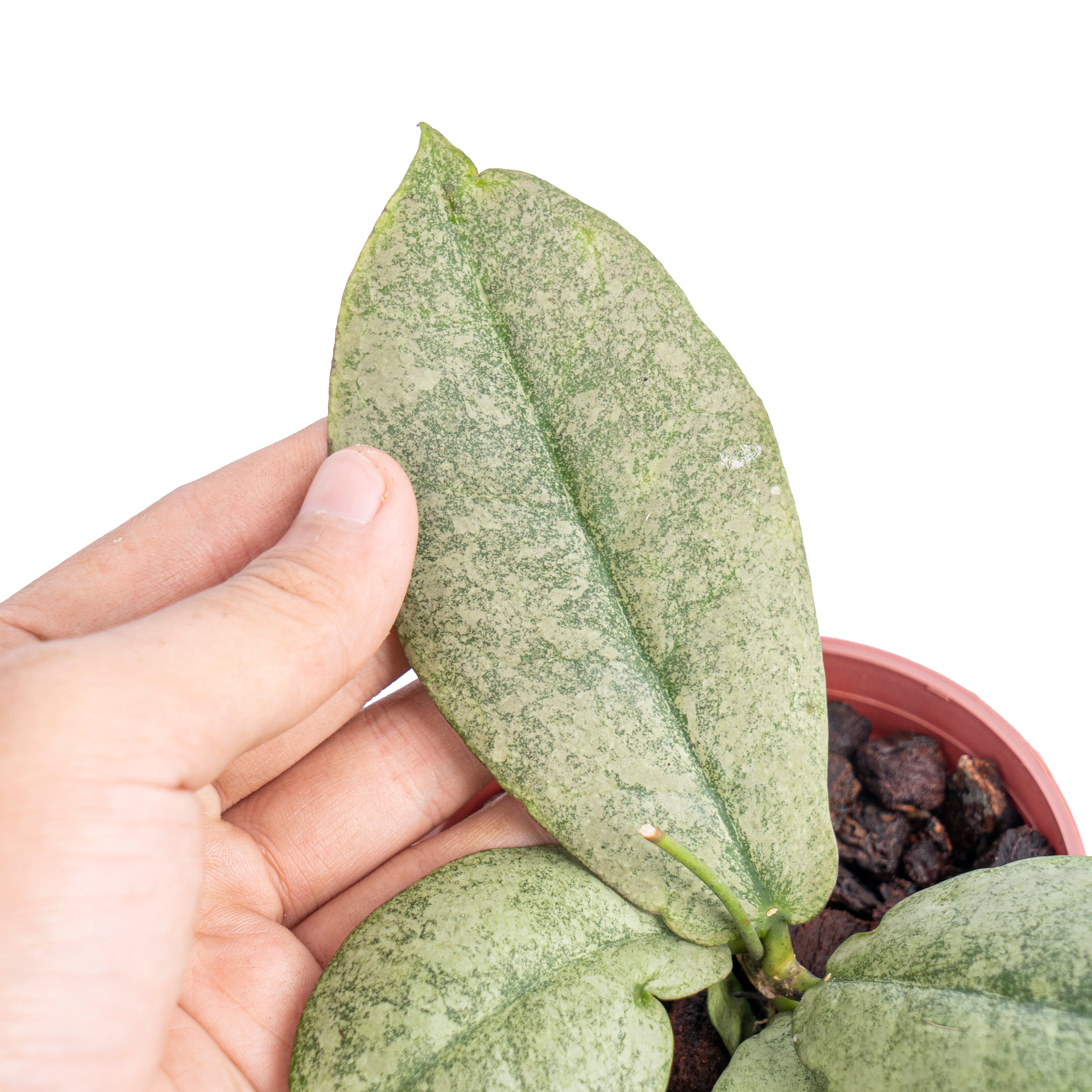 Hoya mitrata silver - Aroidmarket