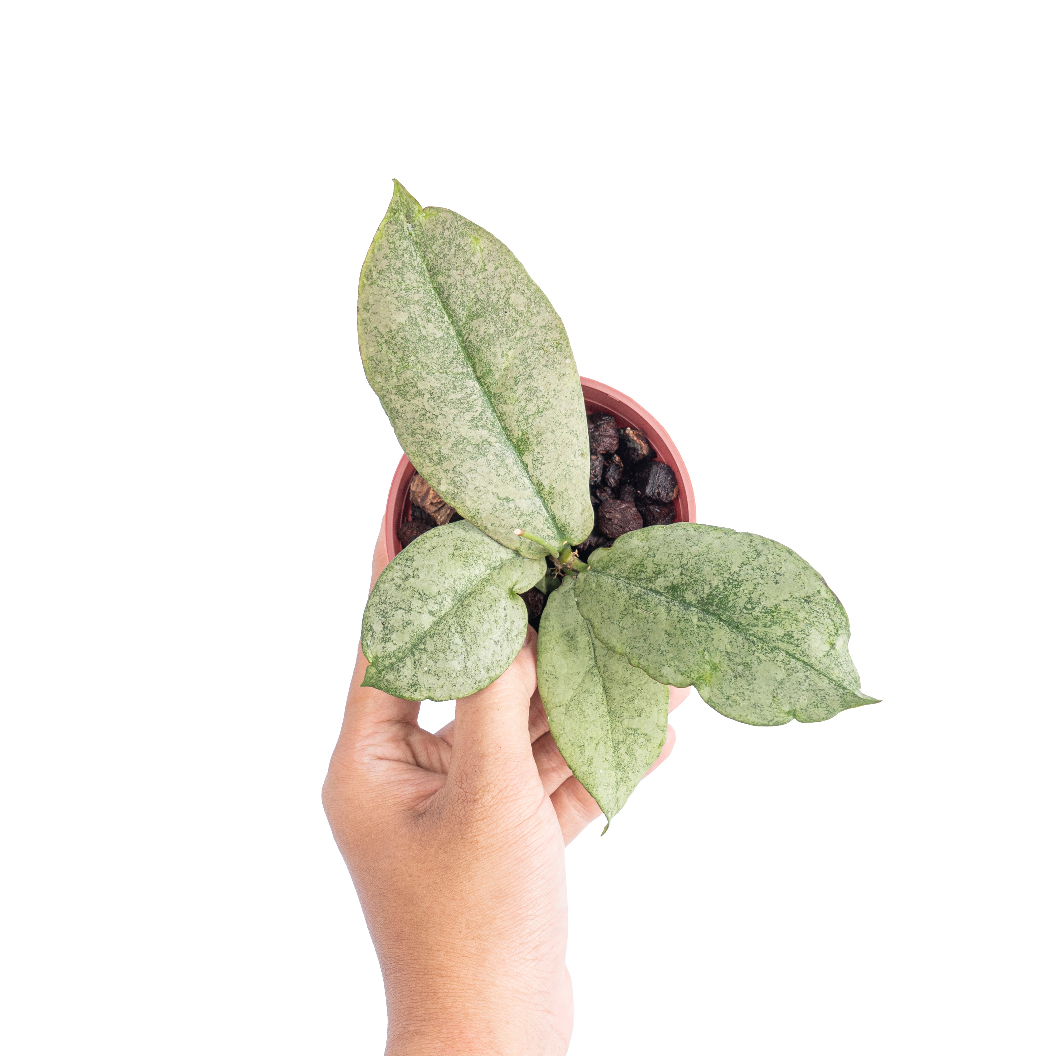 Hoya mitrata silver - Aroidmarket