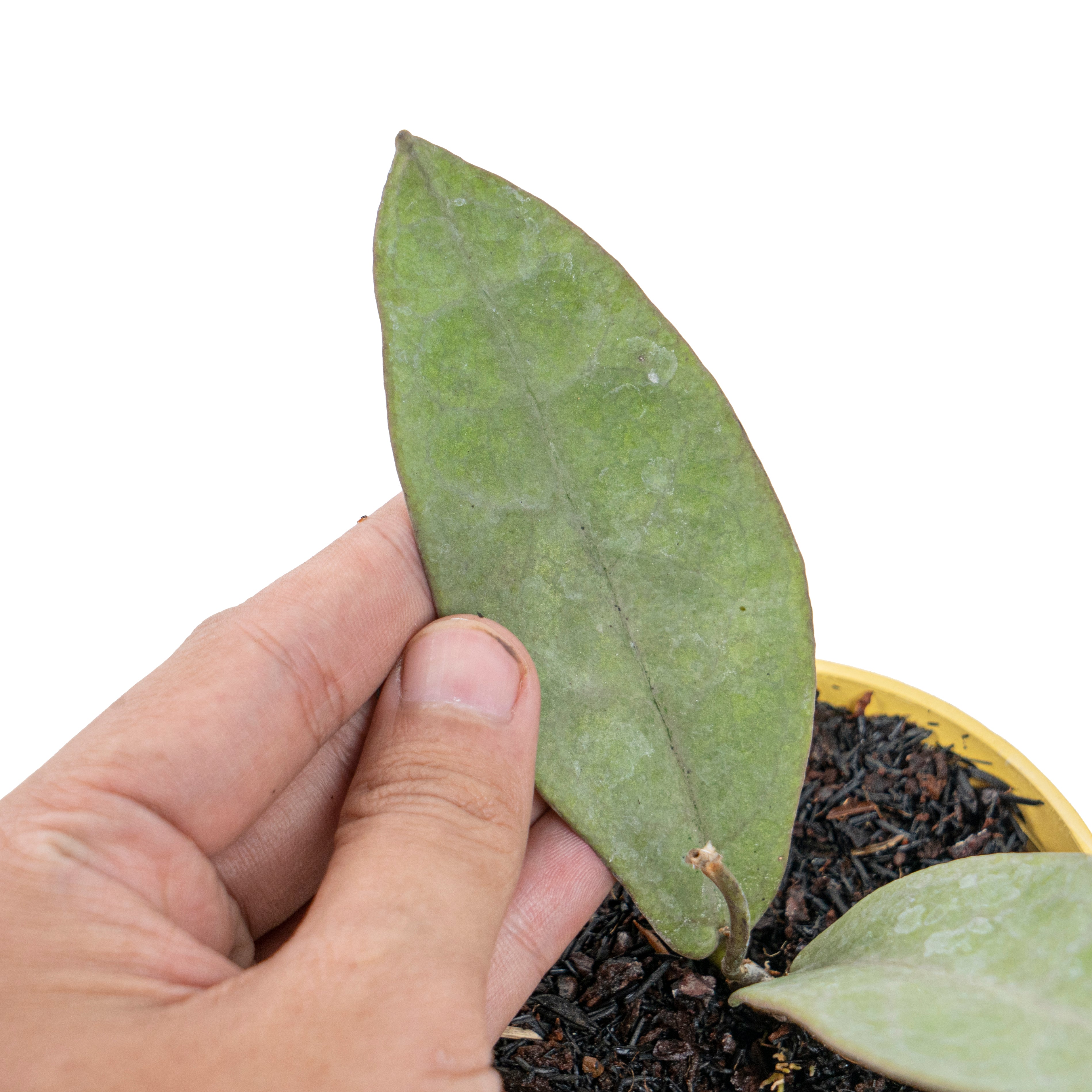 Hoya mitrata silver pearl