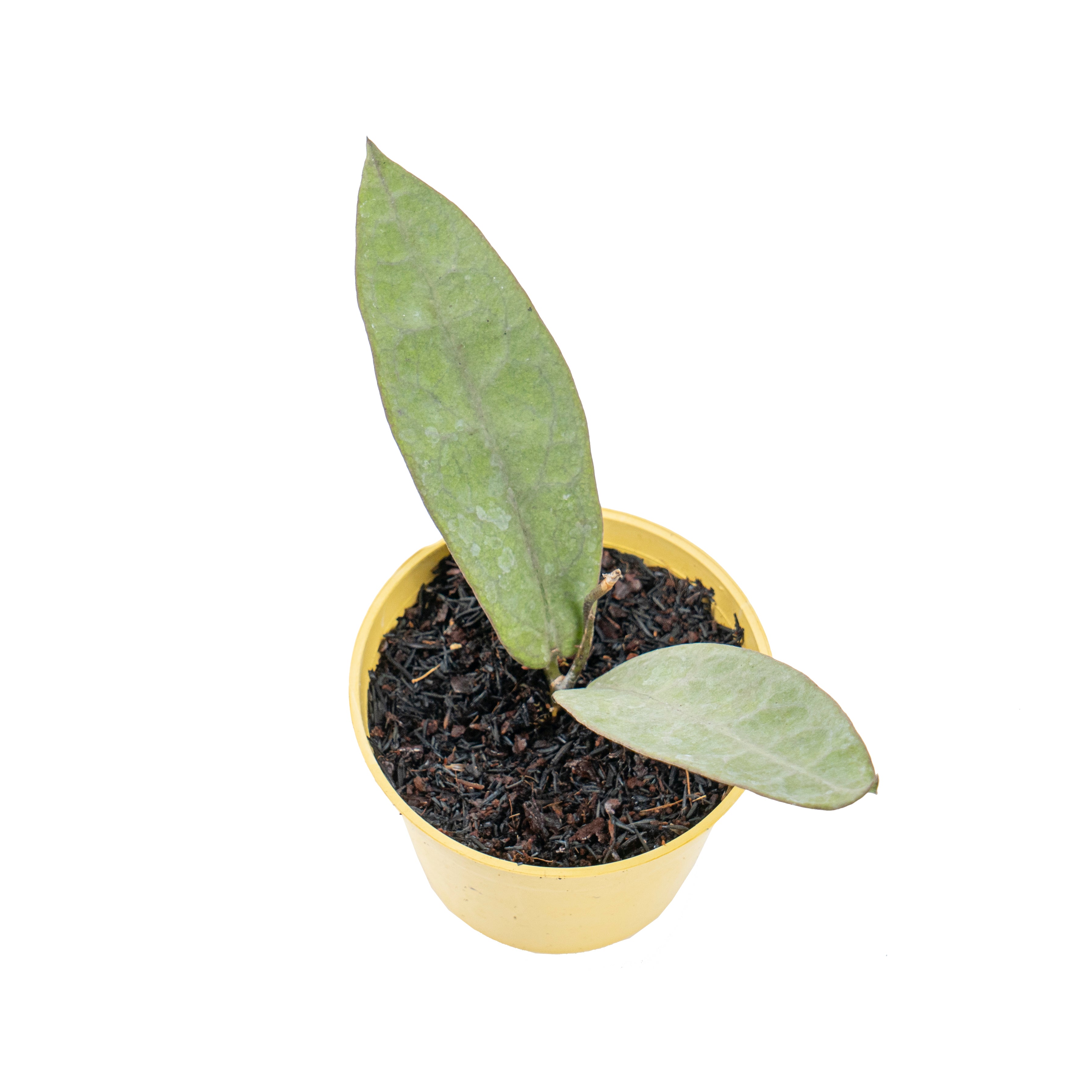 Hoya mitrata silver pearl