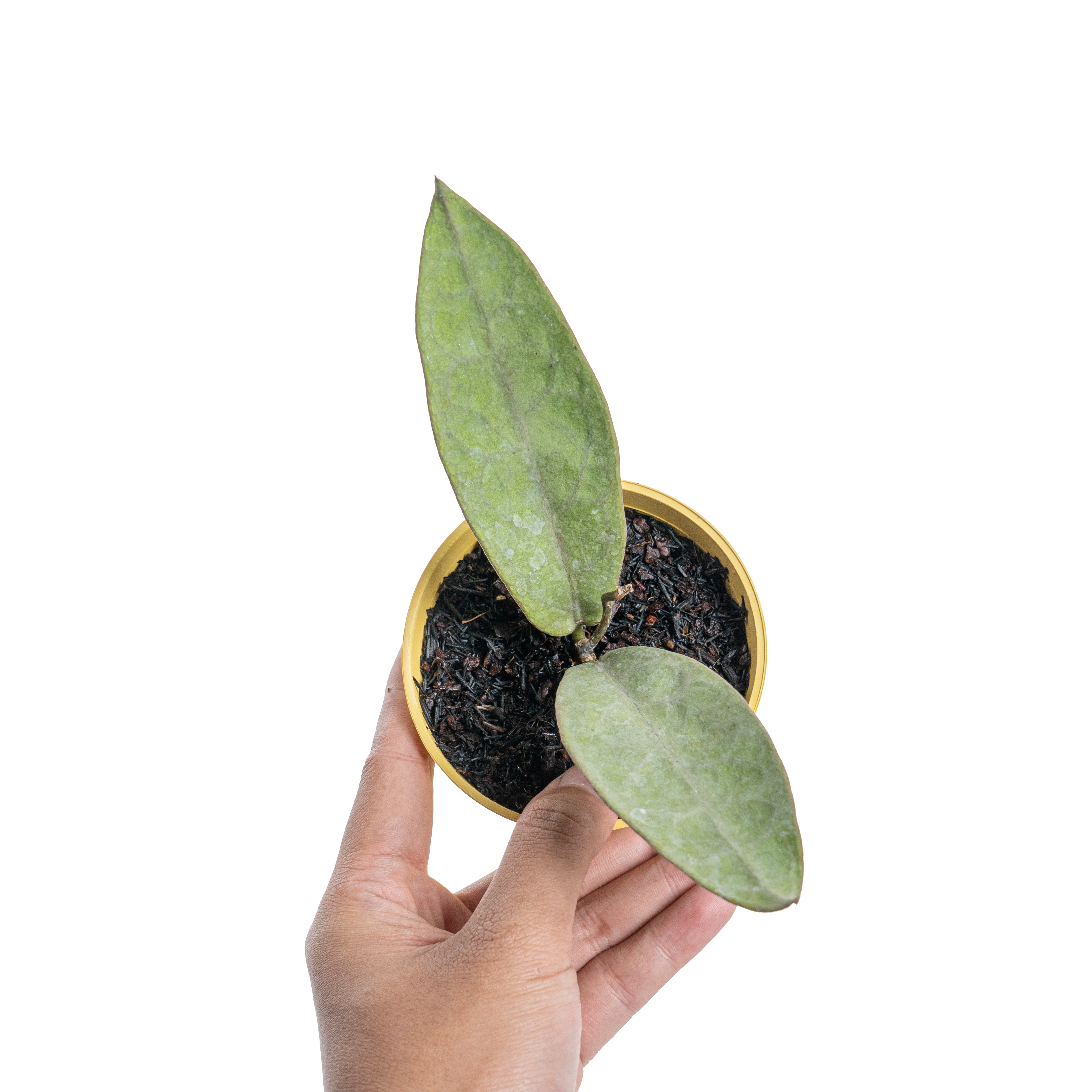 Hoya mitrata silver pearl