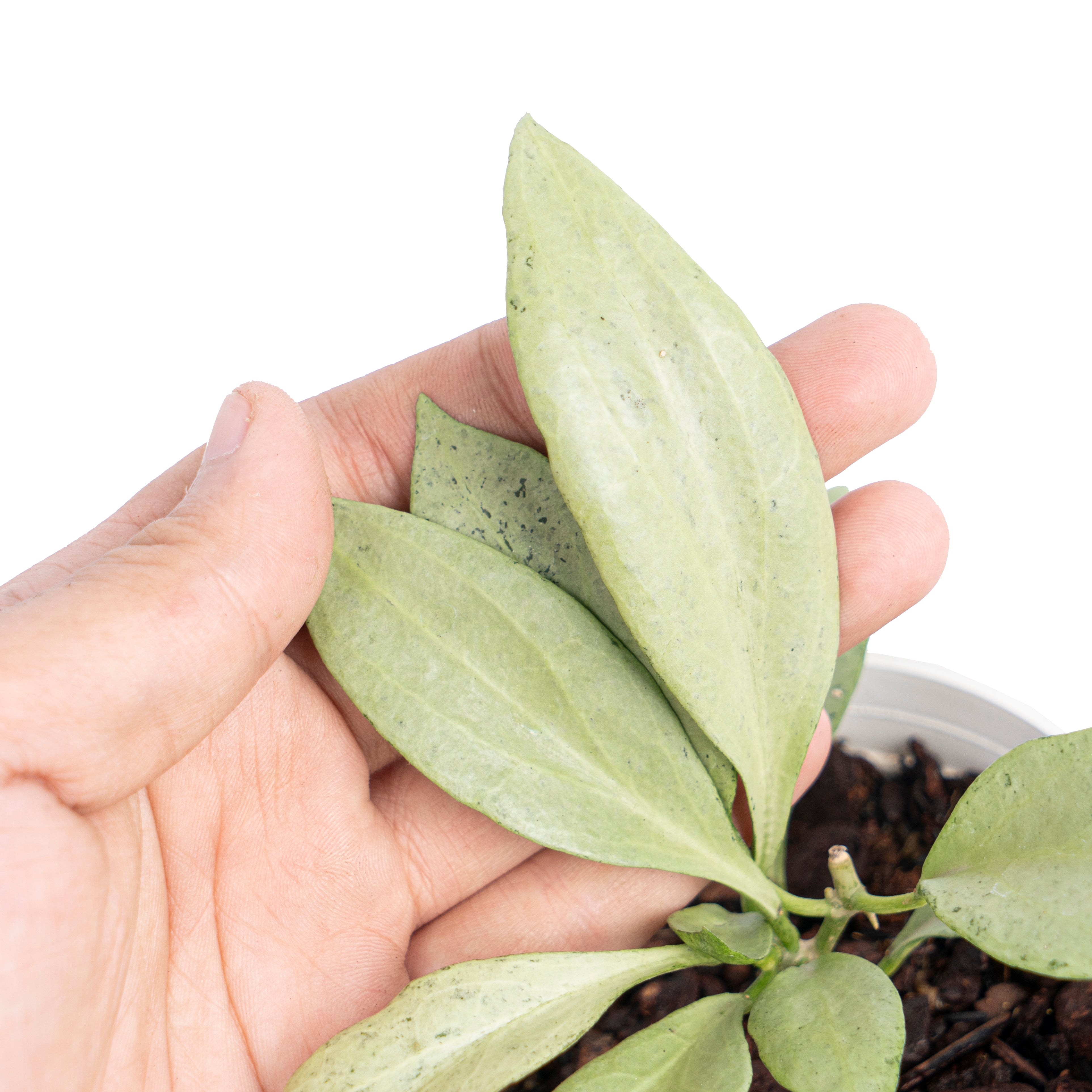 Hoya nicholsoniae New guinea ghost