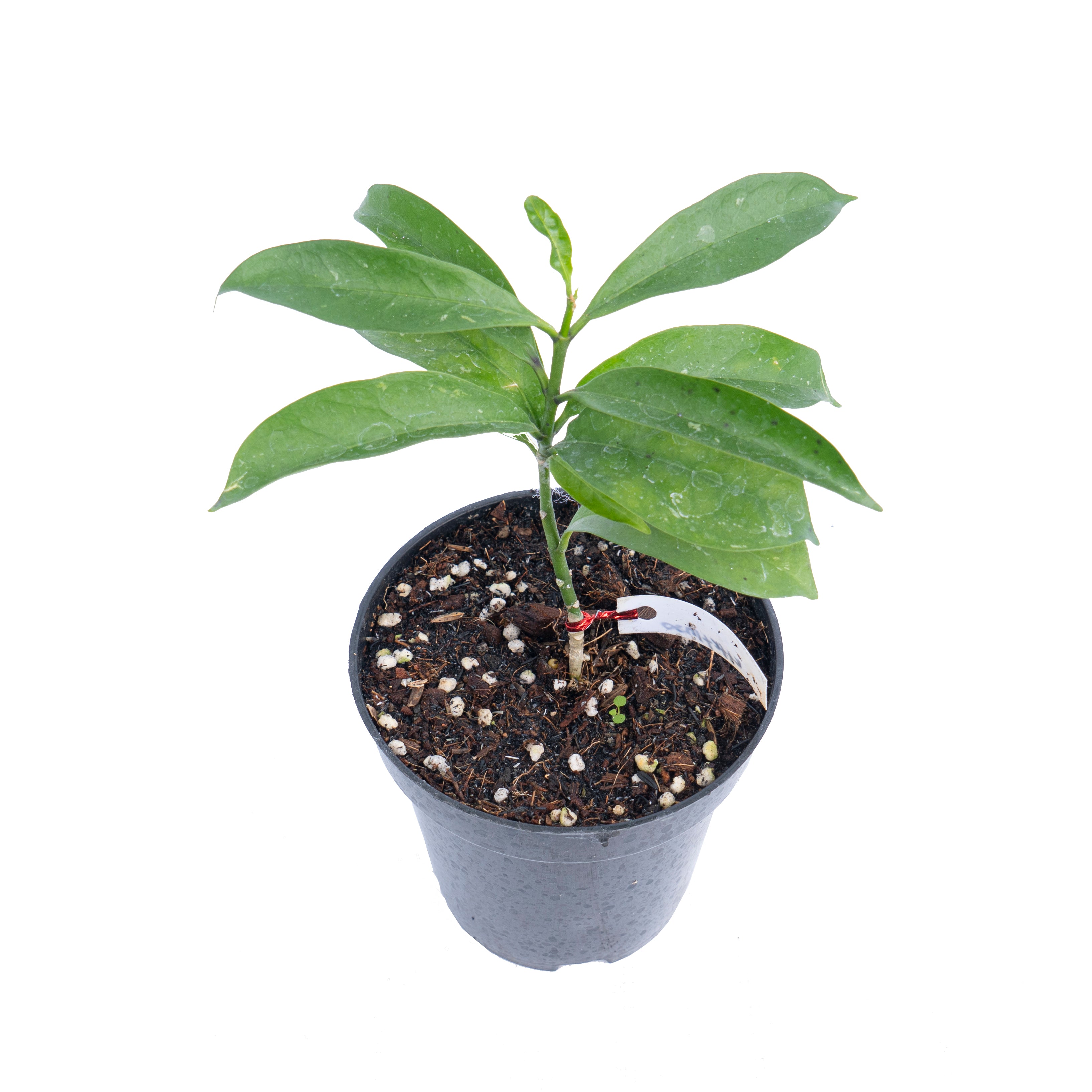 Hoya occultata