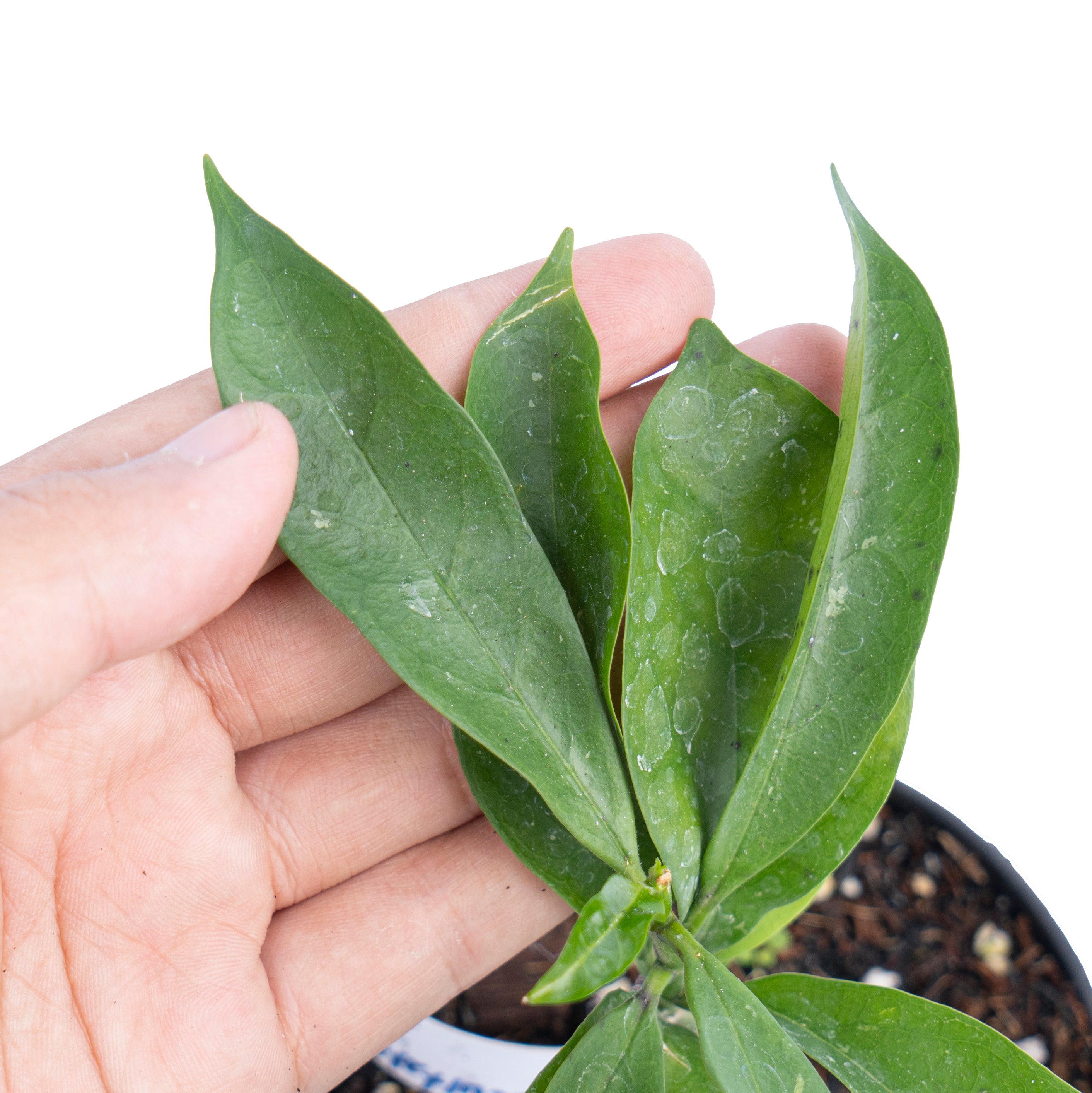 Hoya occultata