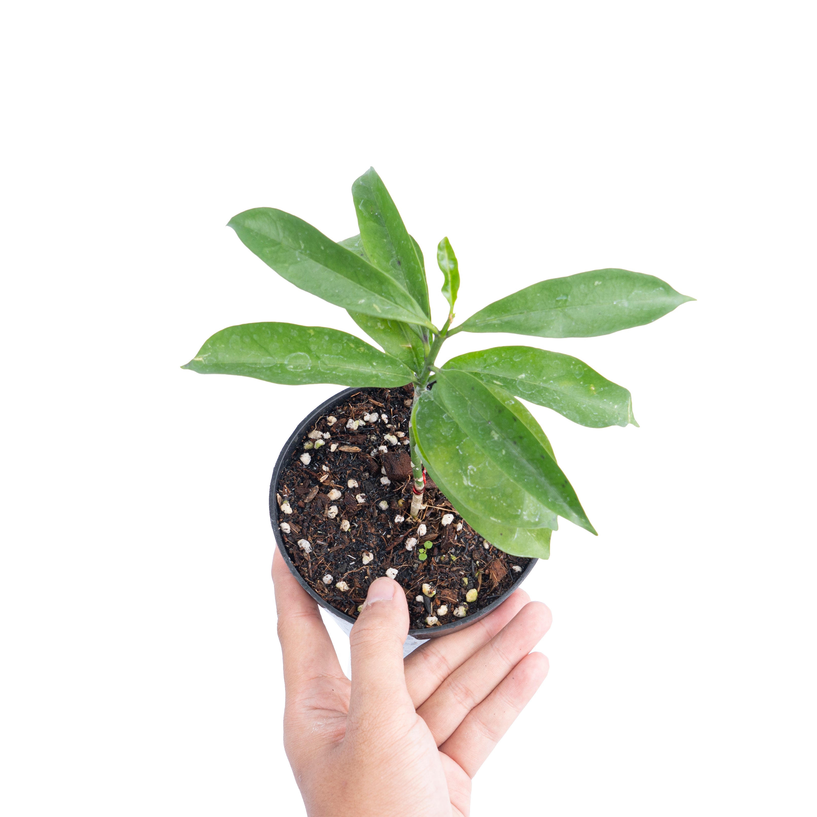 Hoya occultata