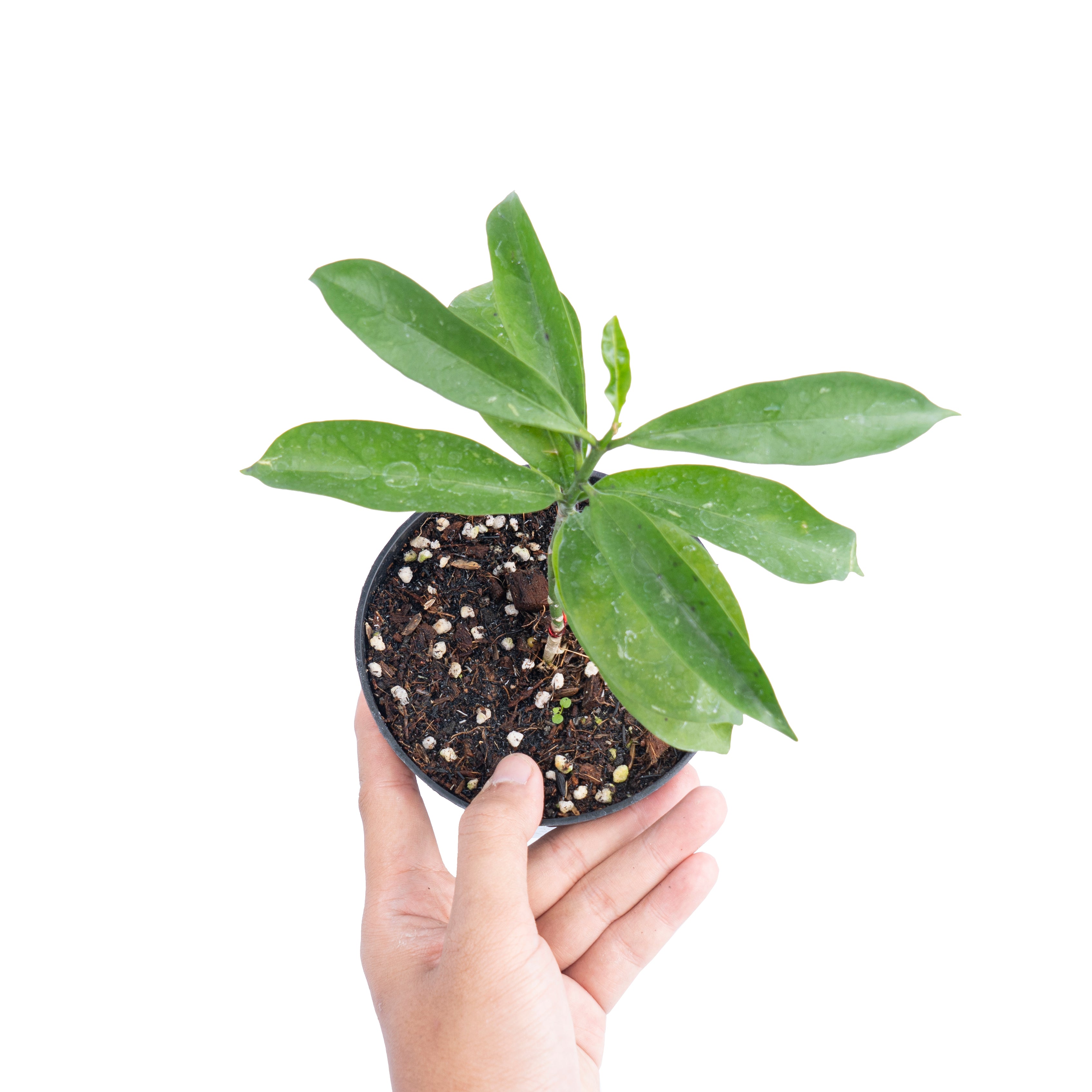 Hoya occultata