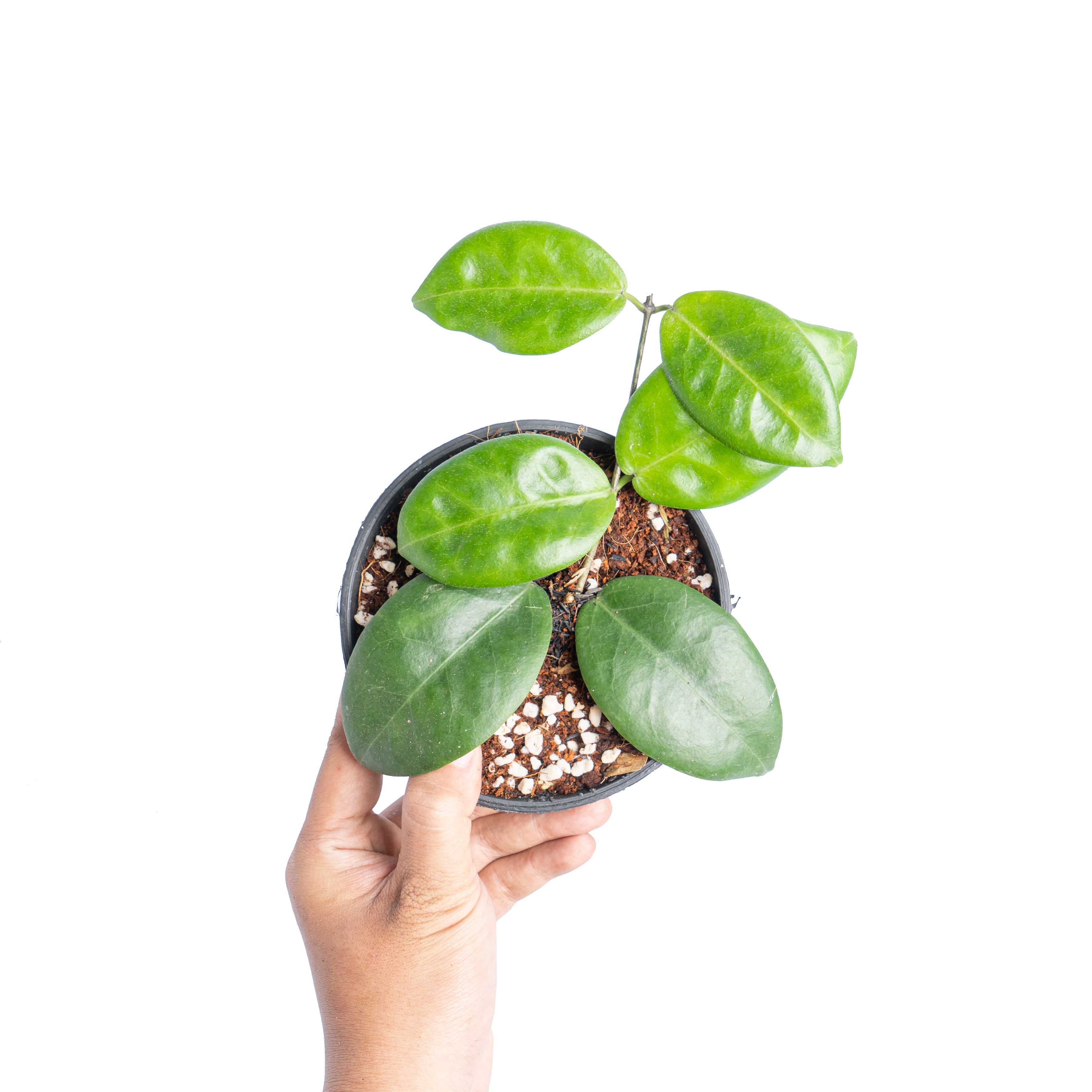 Hoya piestolepis - Aroidmarket