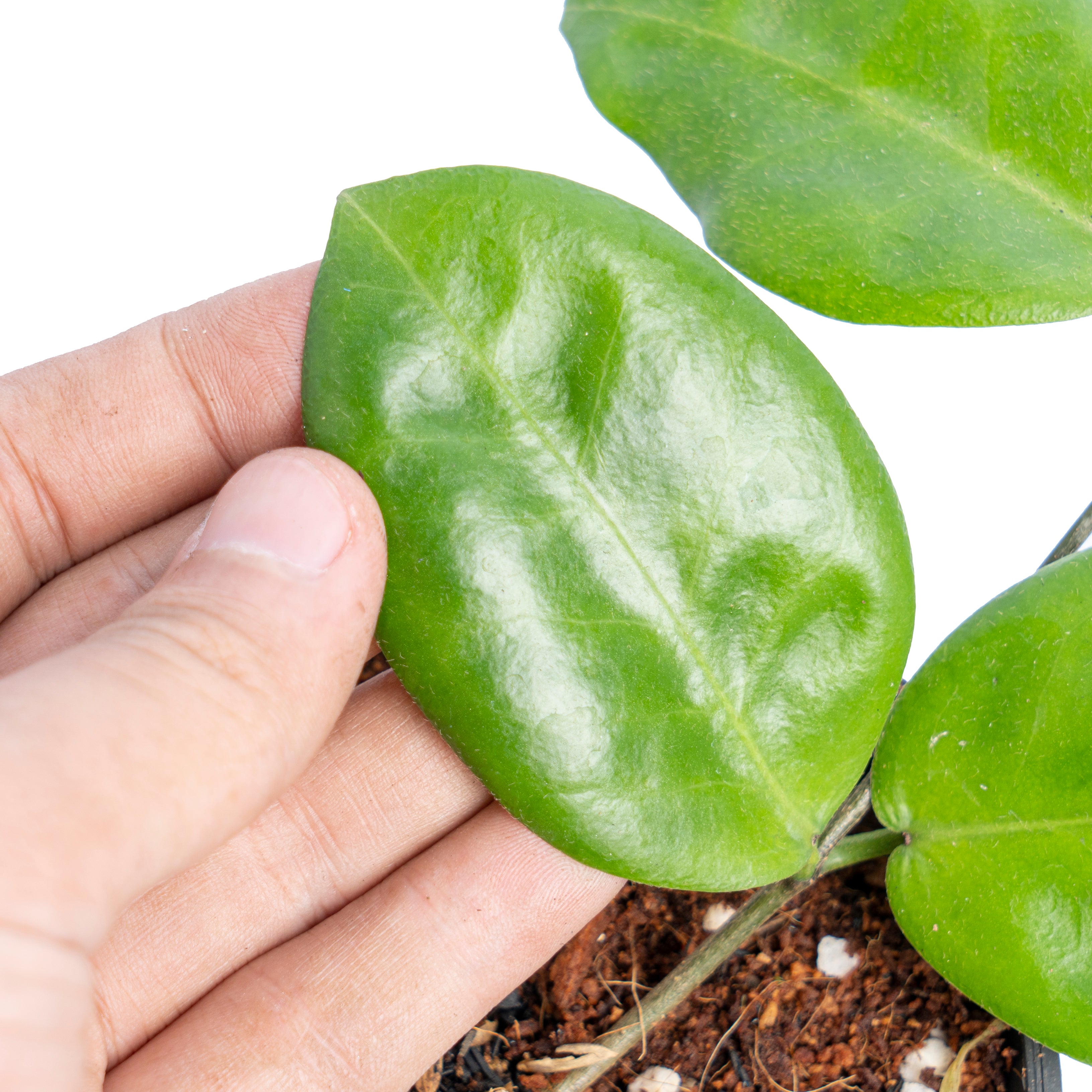 Hoya piestolepis - Aroidmarket