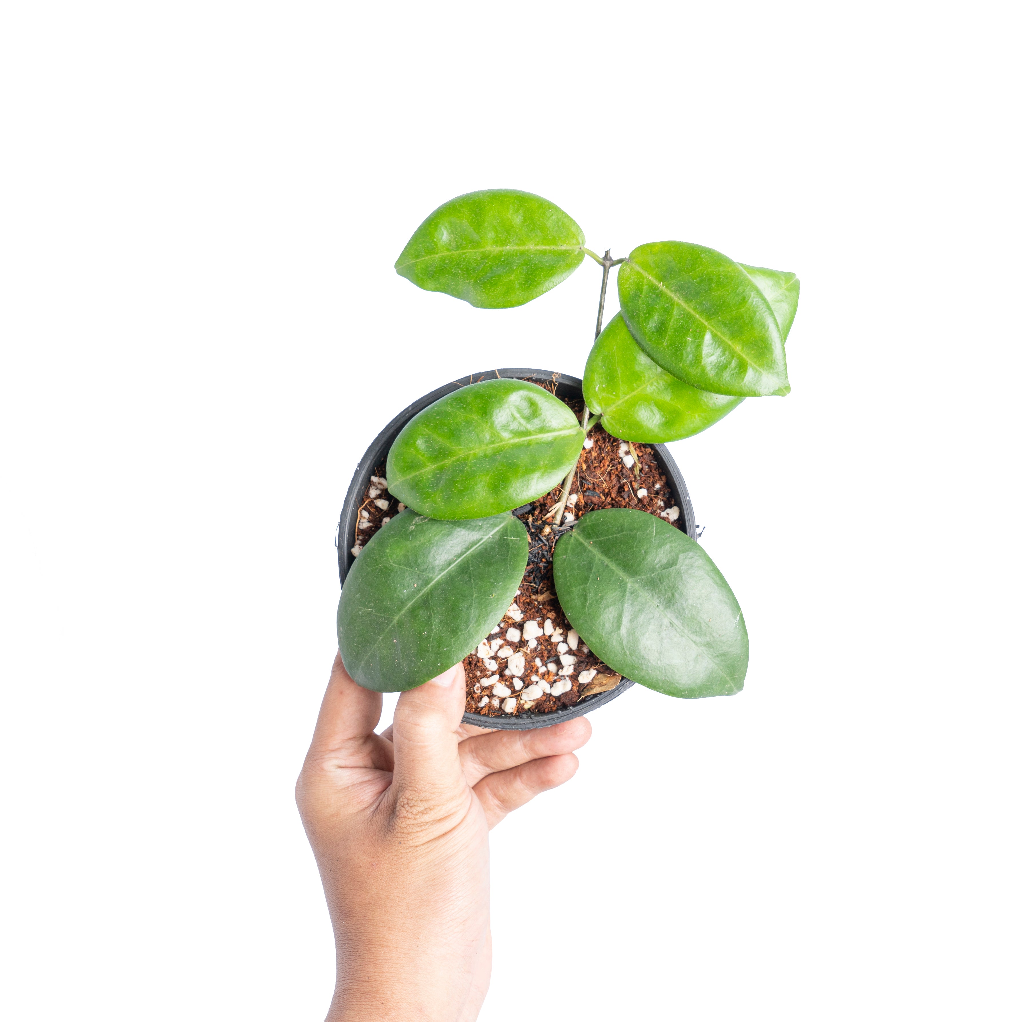 Hoya piestolepis - Aroidmarket
