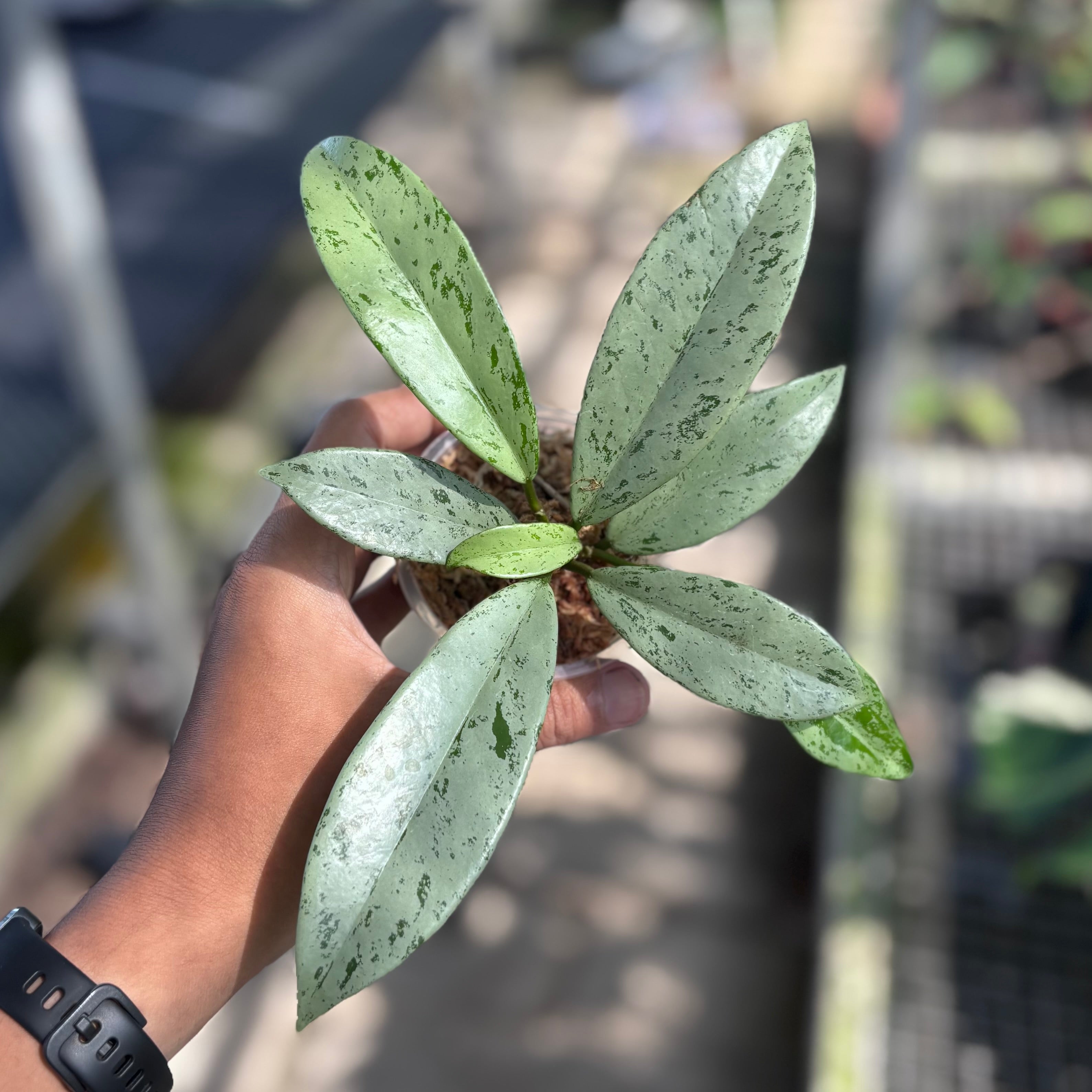 Hoya_pubicalyx_silver_ghost.