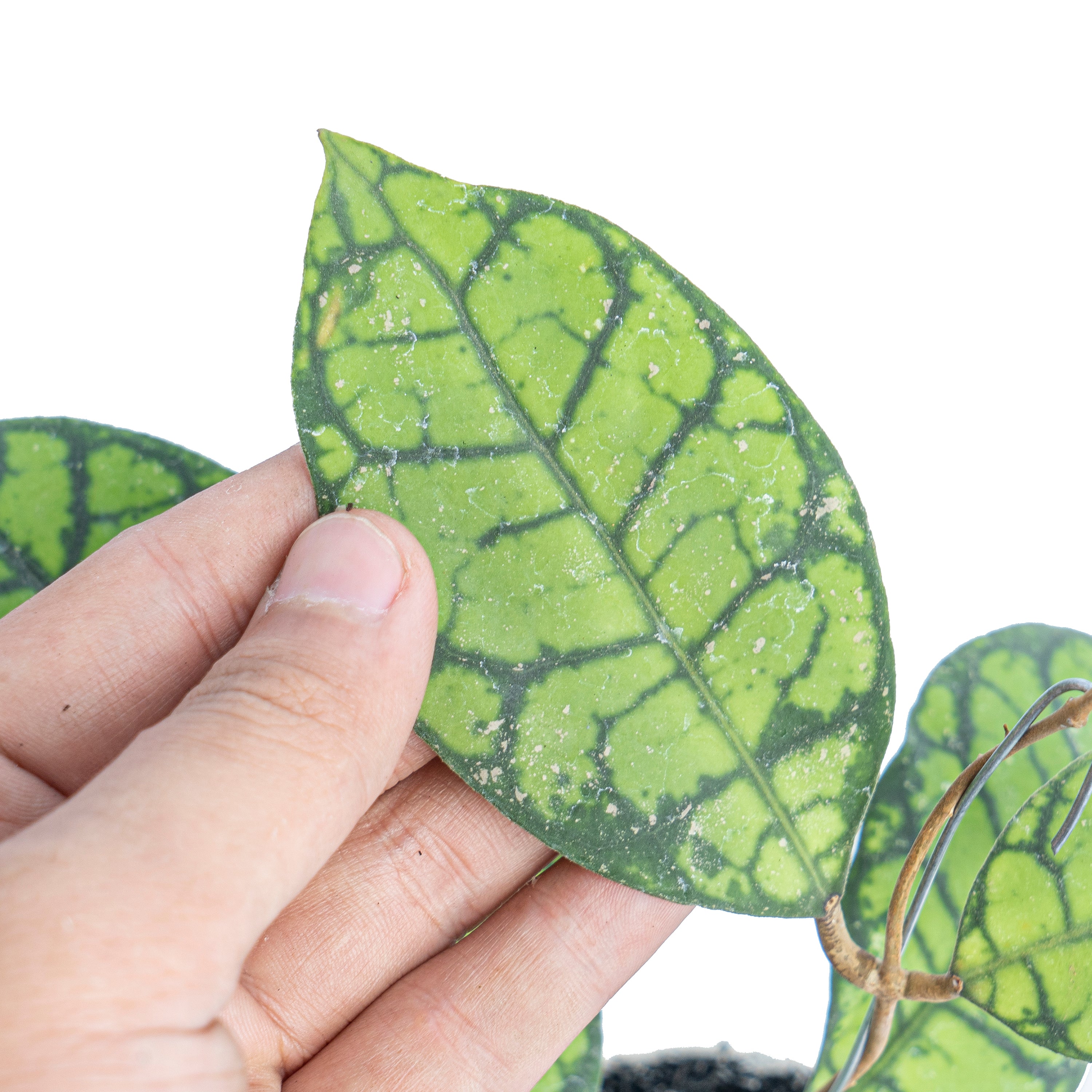 Hoya ranauensis