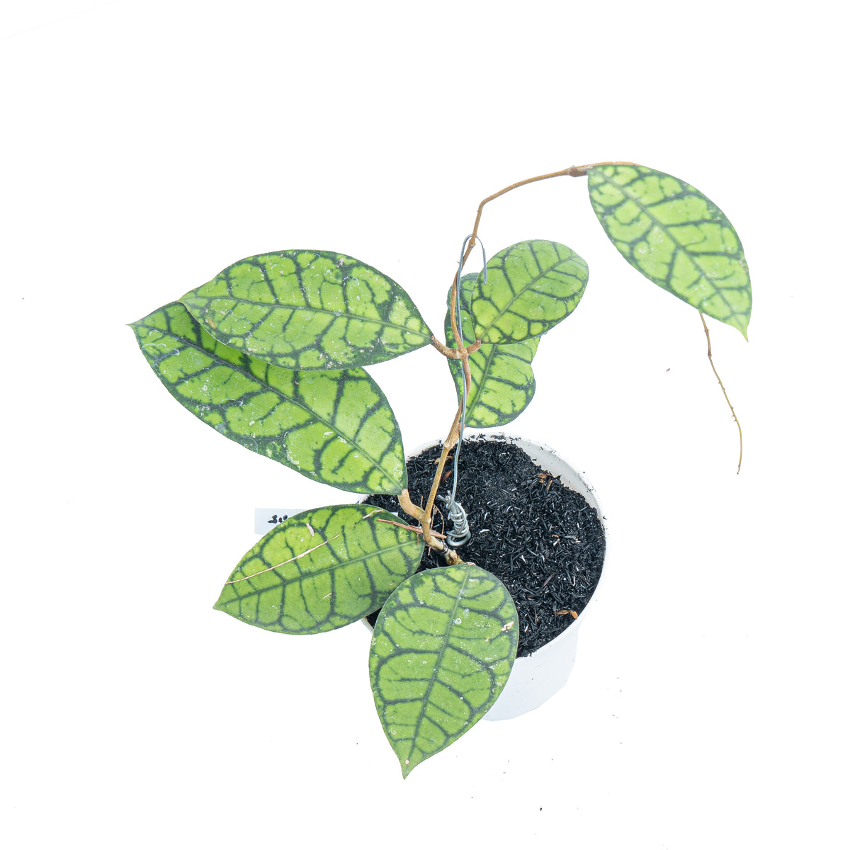 Hoya ranauensis