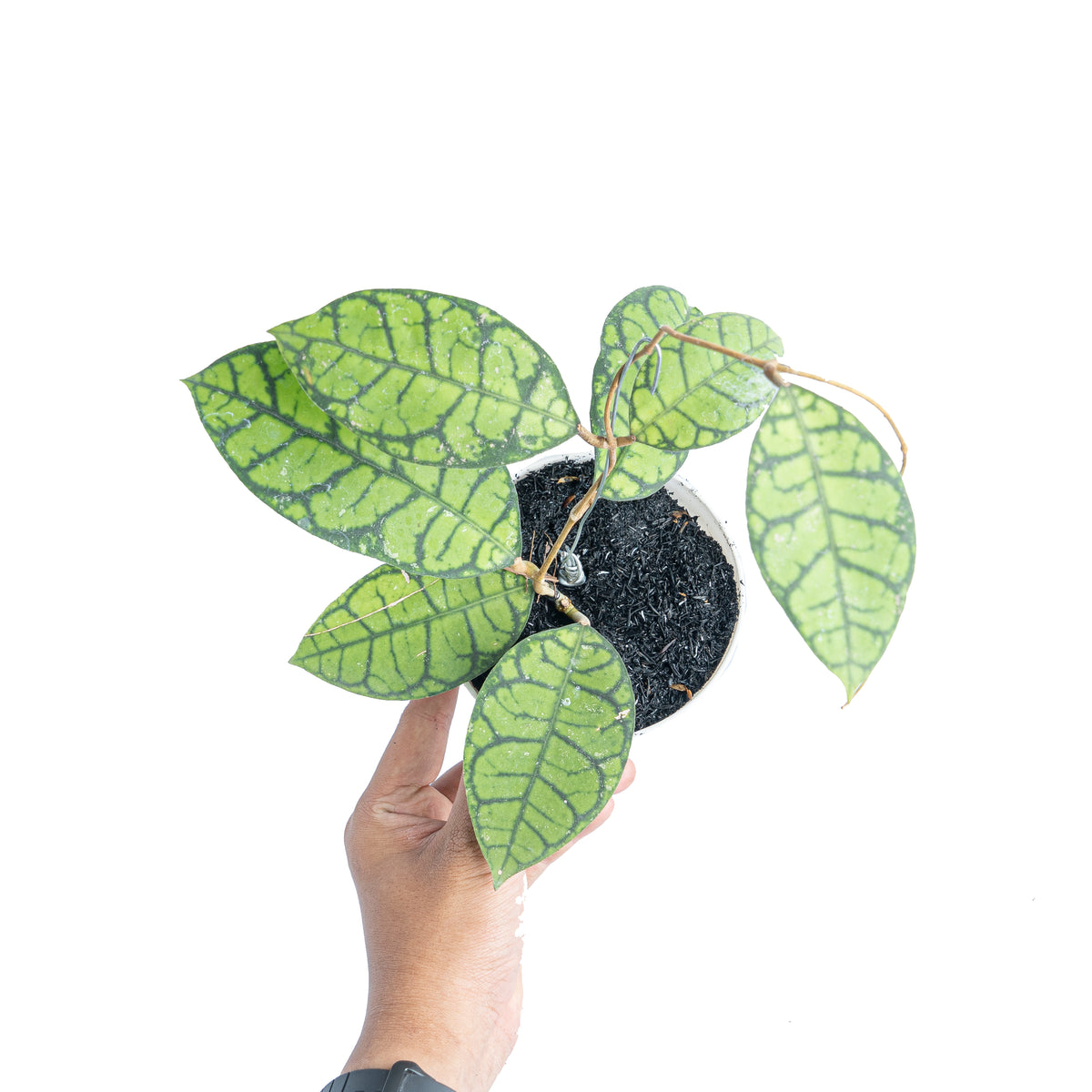 Hoya ranauensis