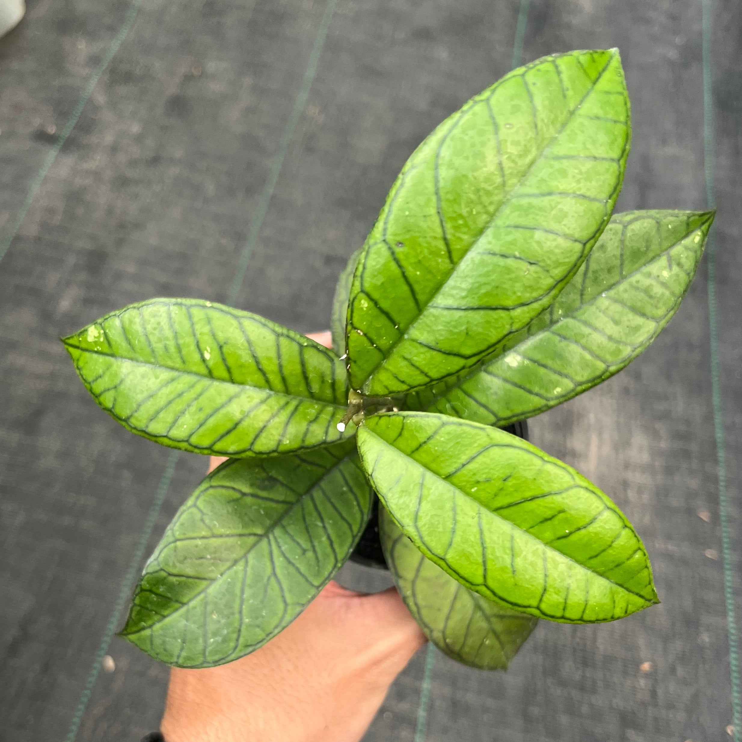 Hand holding a small potted plant with green leaves against a dark background