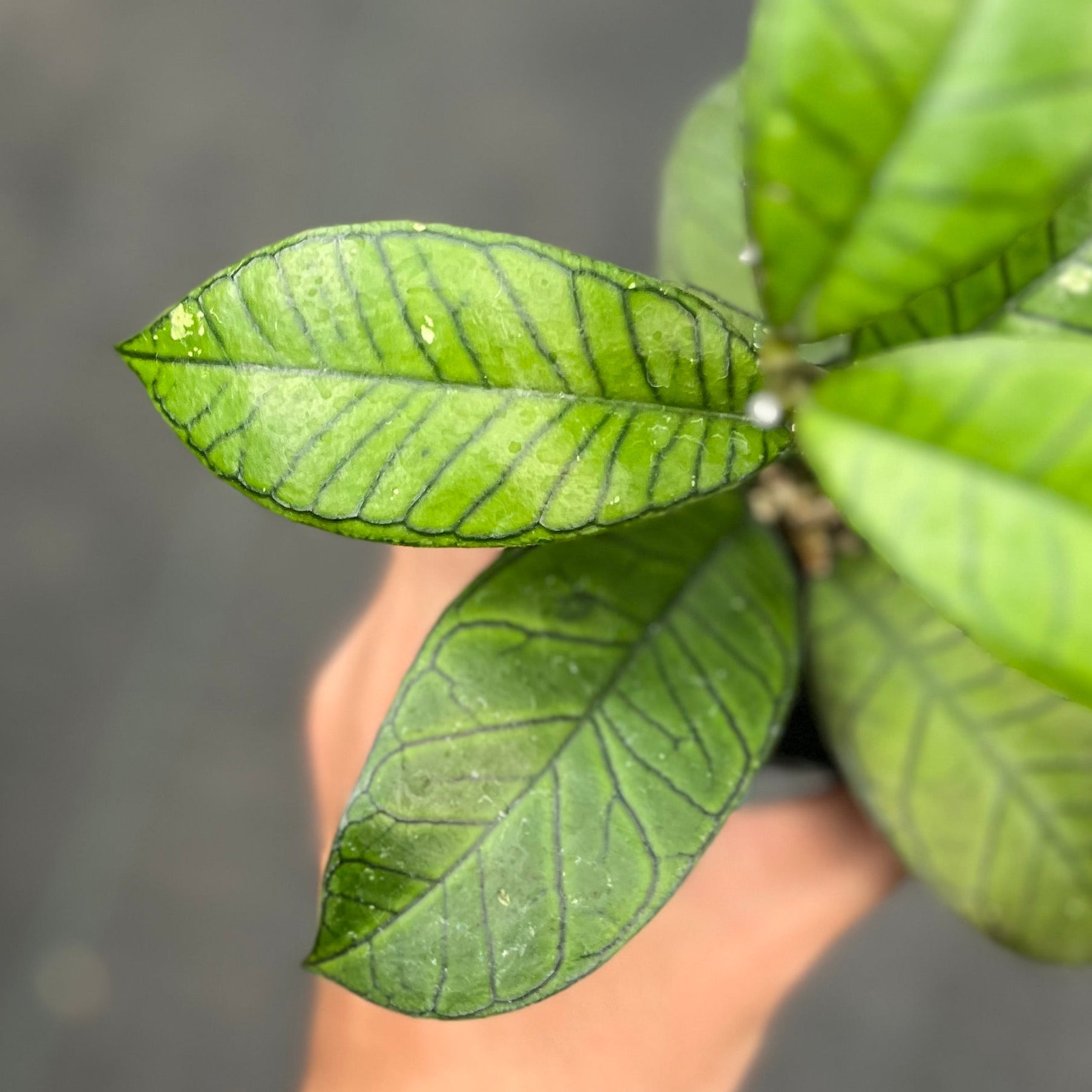 Hand holding a small green plant with a blurred background