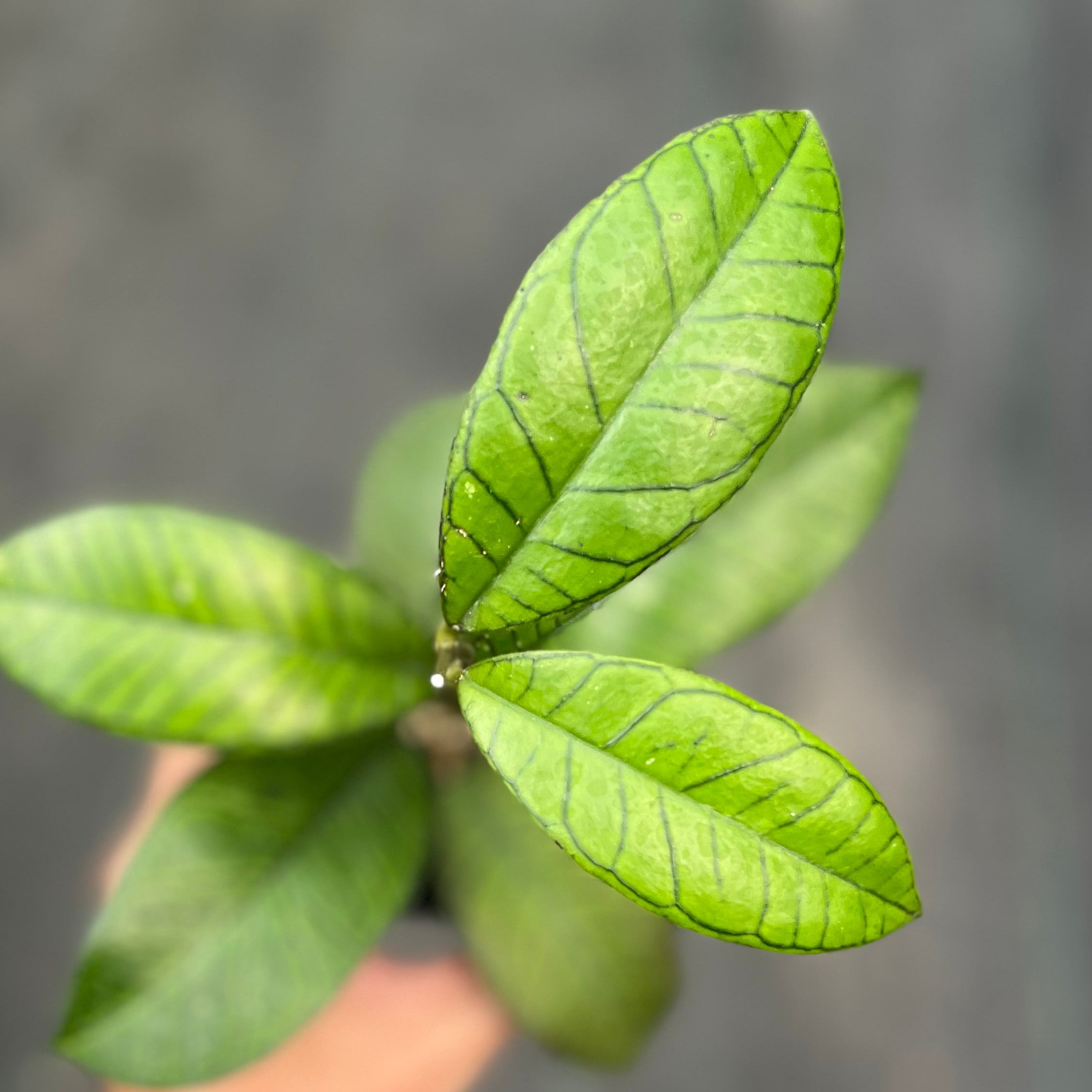 Hoya sp gunung gading