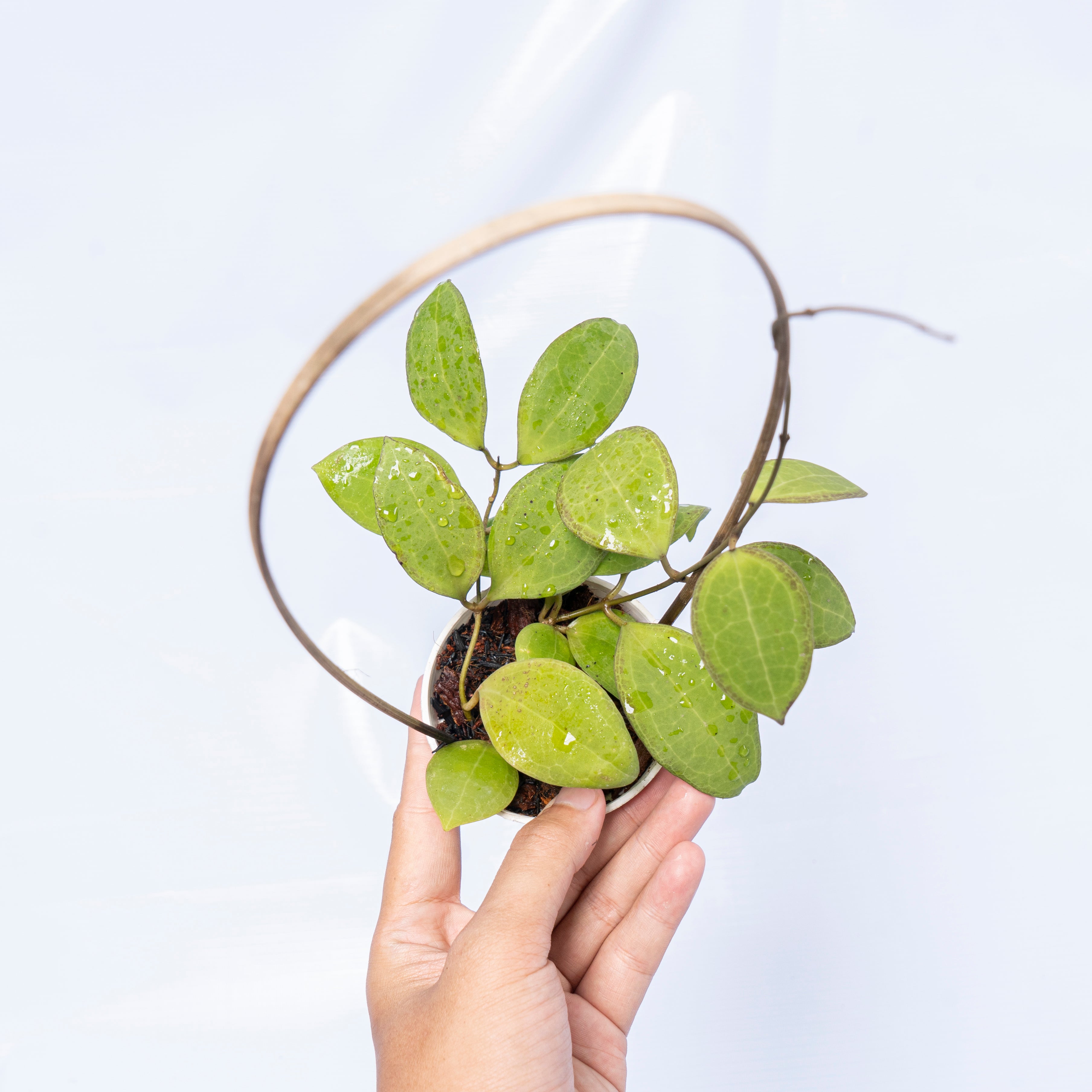 Hoya tomataensis Sp sulawesi