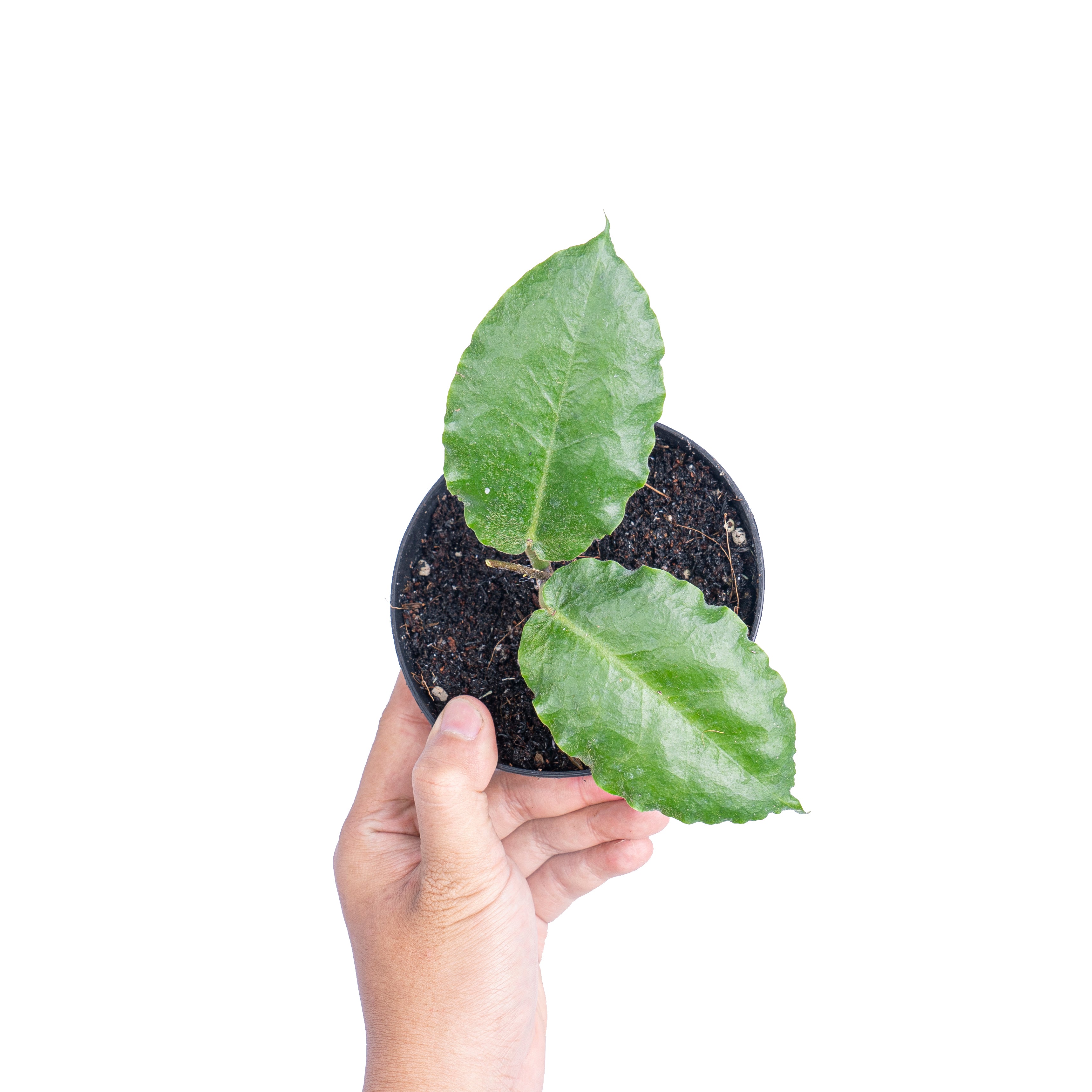 Hoya verstegii  - Aroidmarket