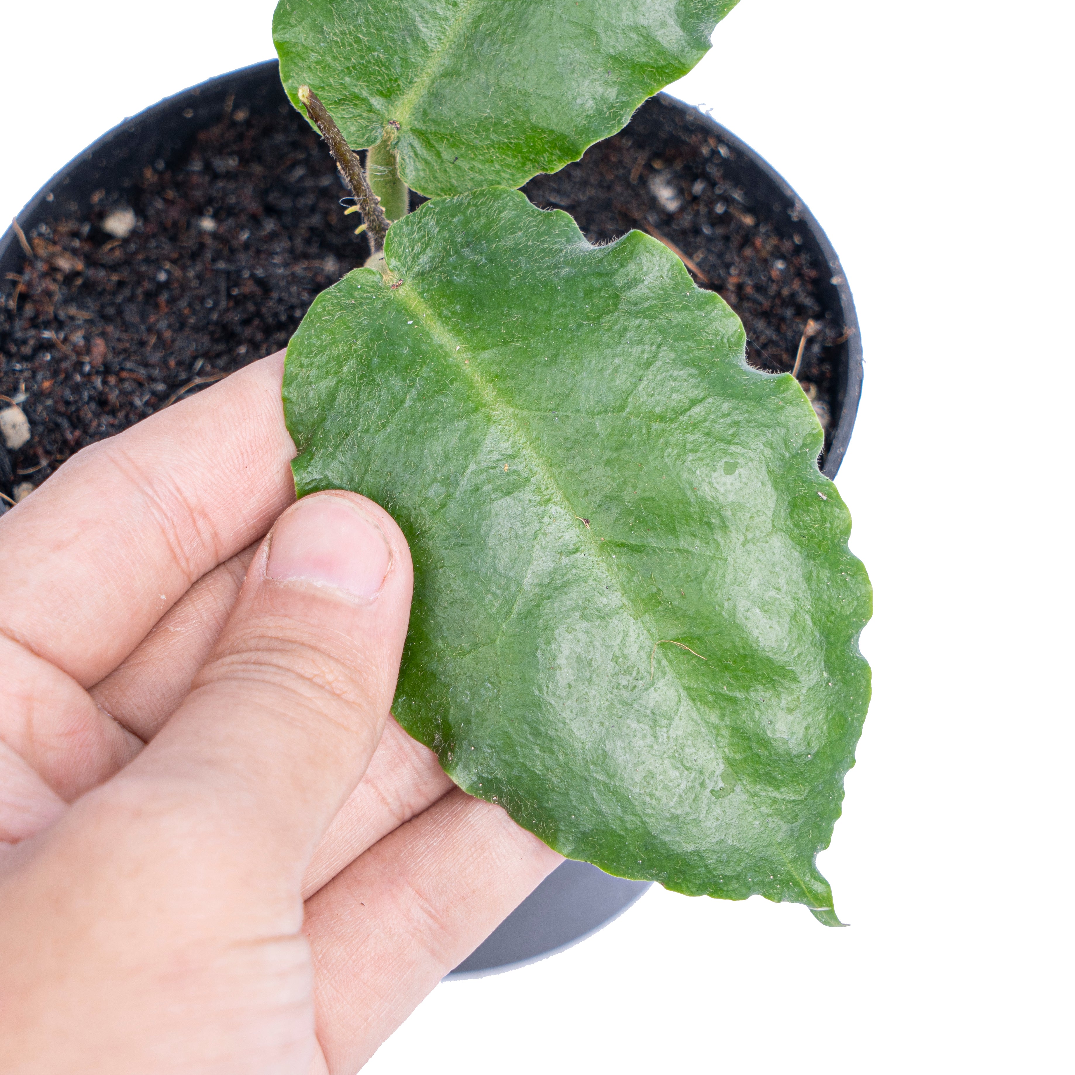Hoya verstegii  - Aroidmarket