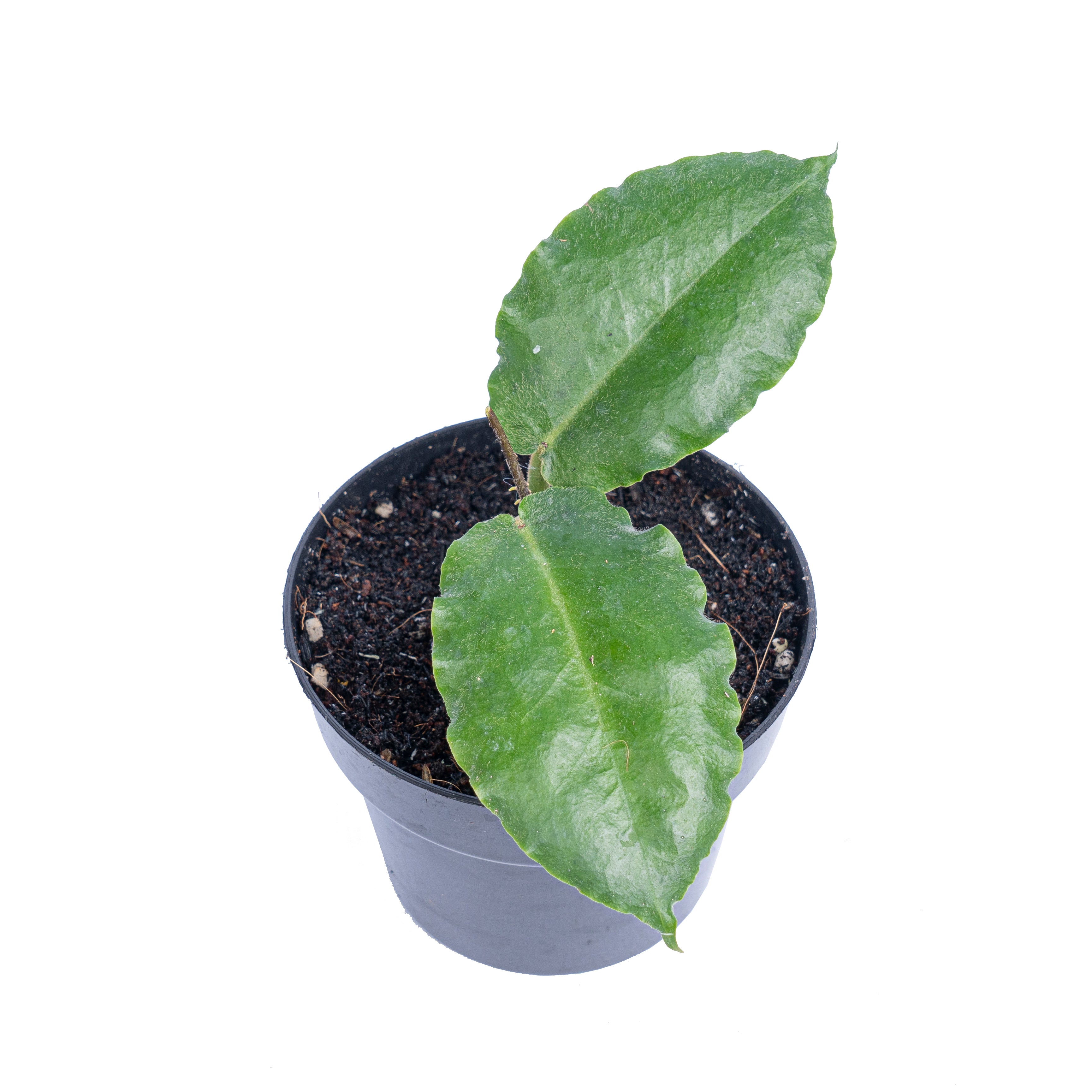 Hoya verstegii  - Aroidmarket