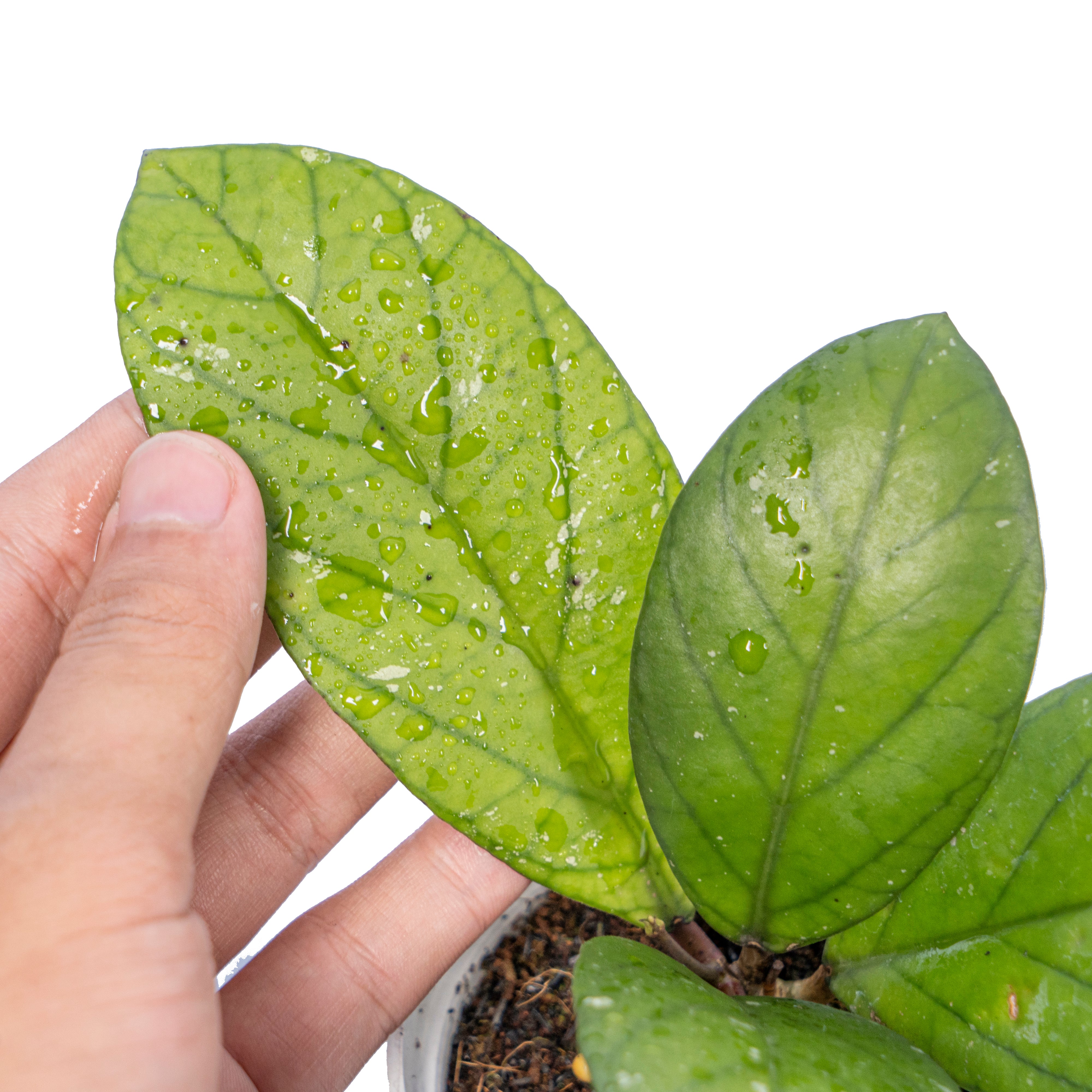 Hoya vitteliniodes Sp sumatera