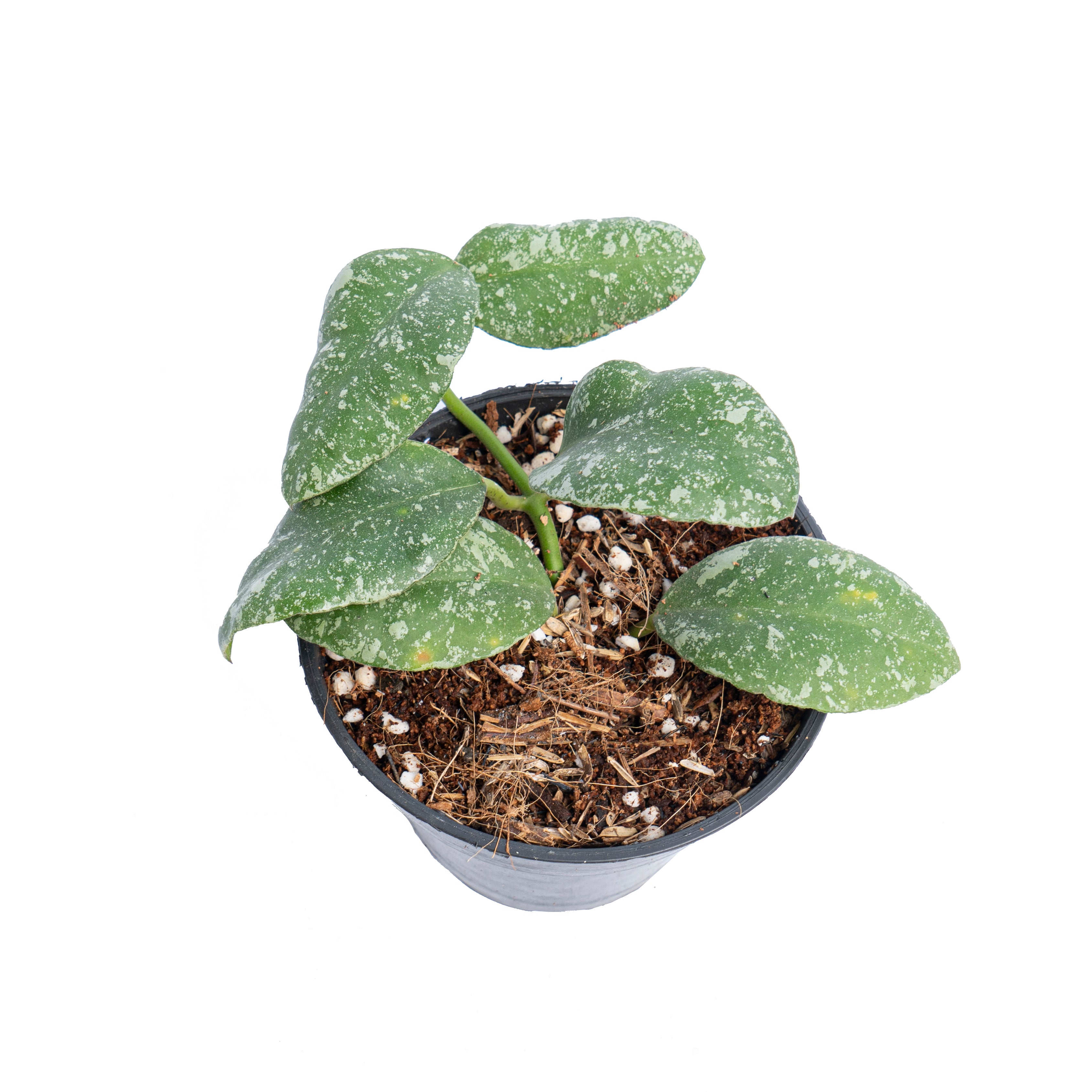 Hoya waymaniae splash - Aroidmarket