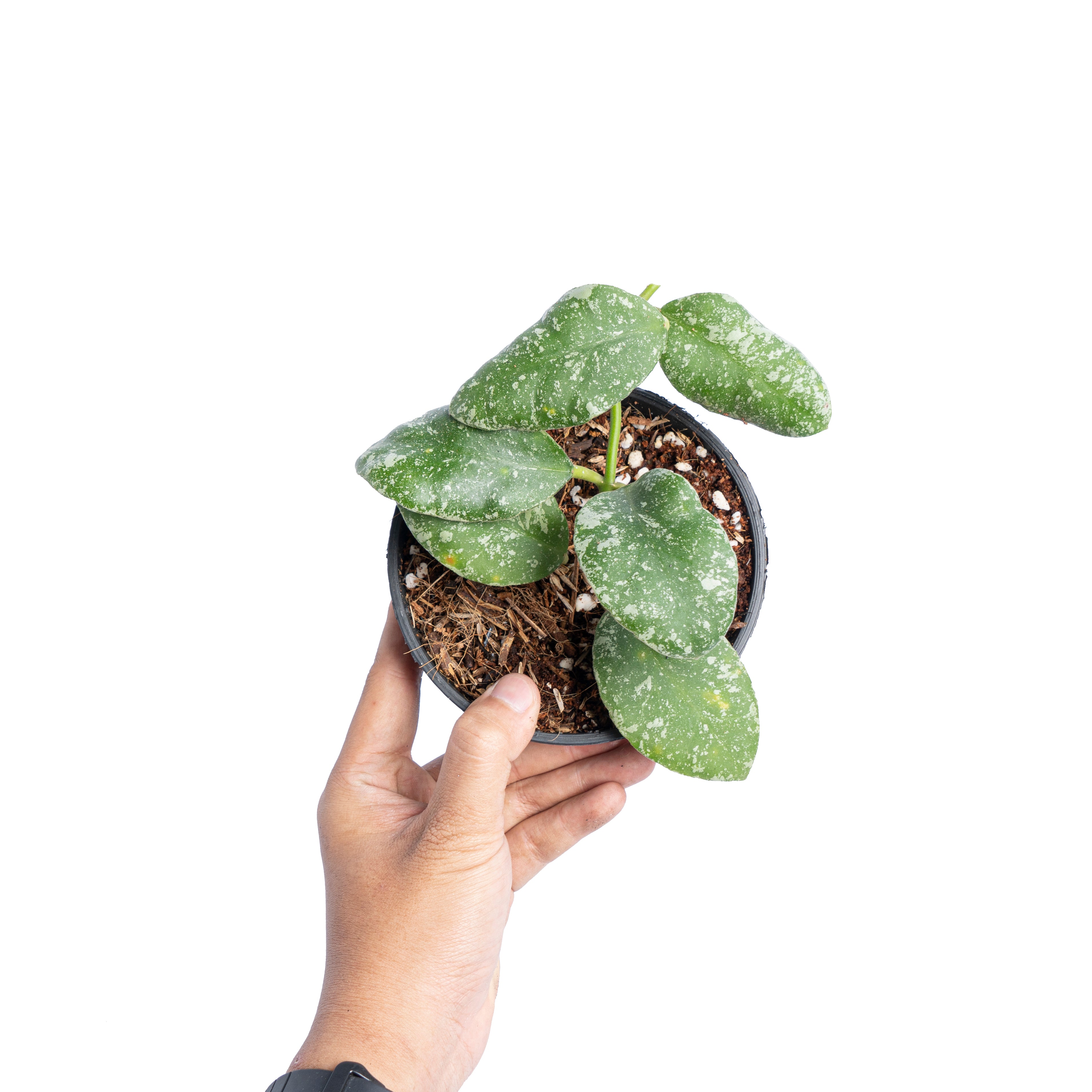 Hoya waymaniae splash - Aroidmarket