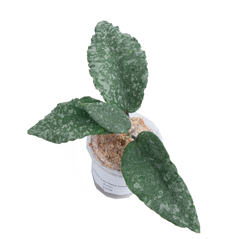 Hoya Caudata Silver