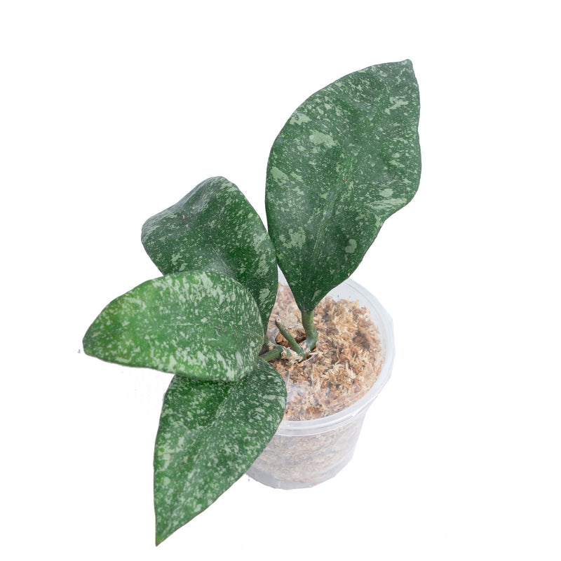 Hoya Rundumensis High Splash