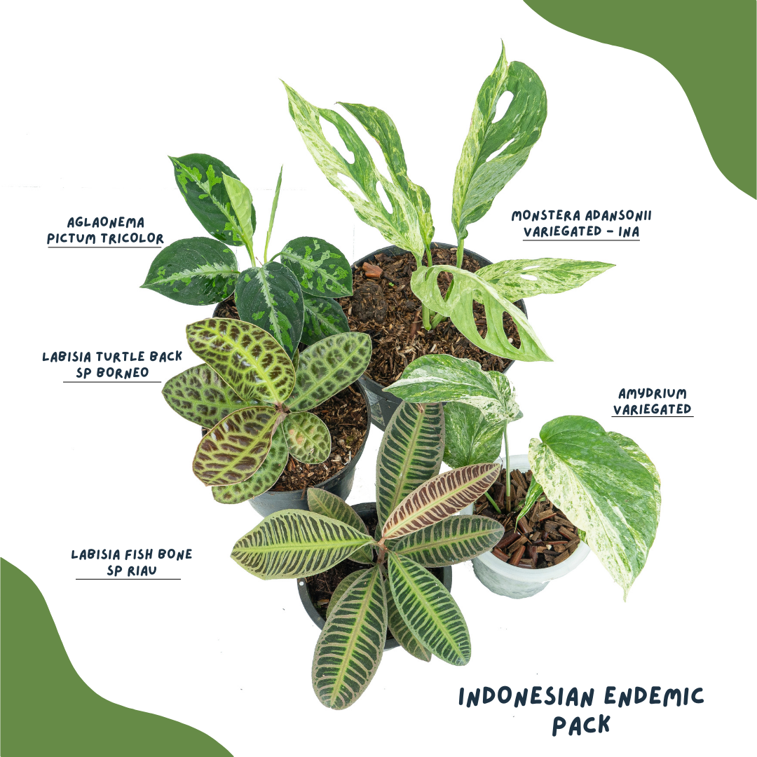 Indonesian Endemic Pack